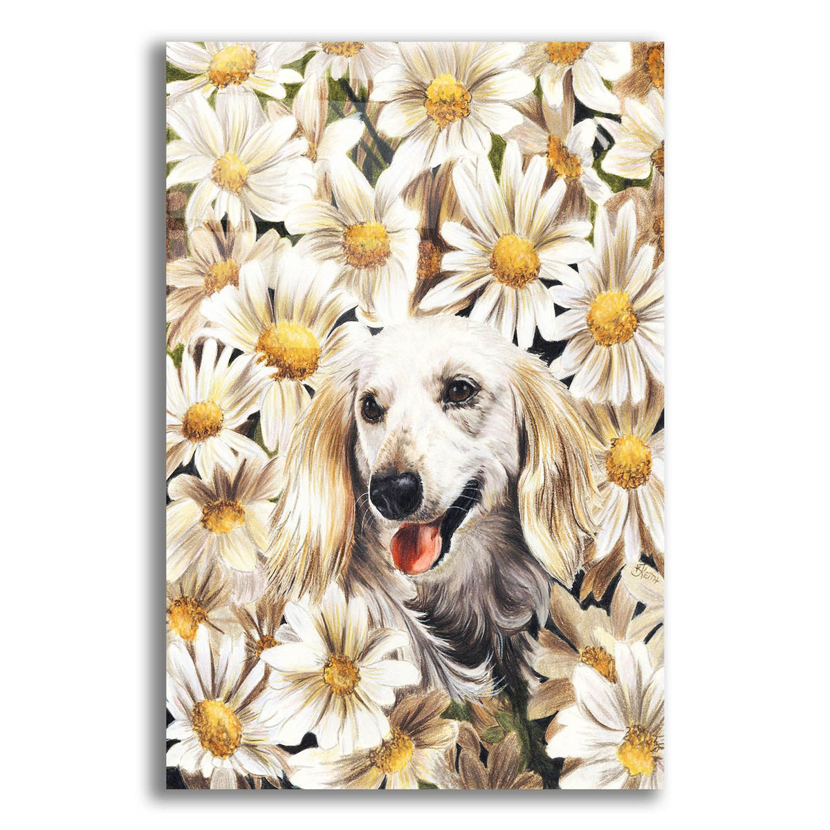 Dachsund In Daisies by Barbara Keith acrylic glass wall art