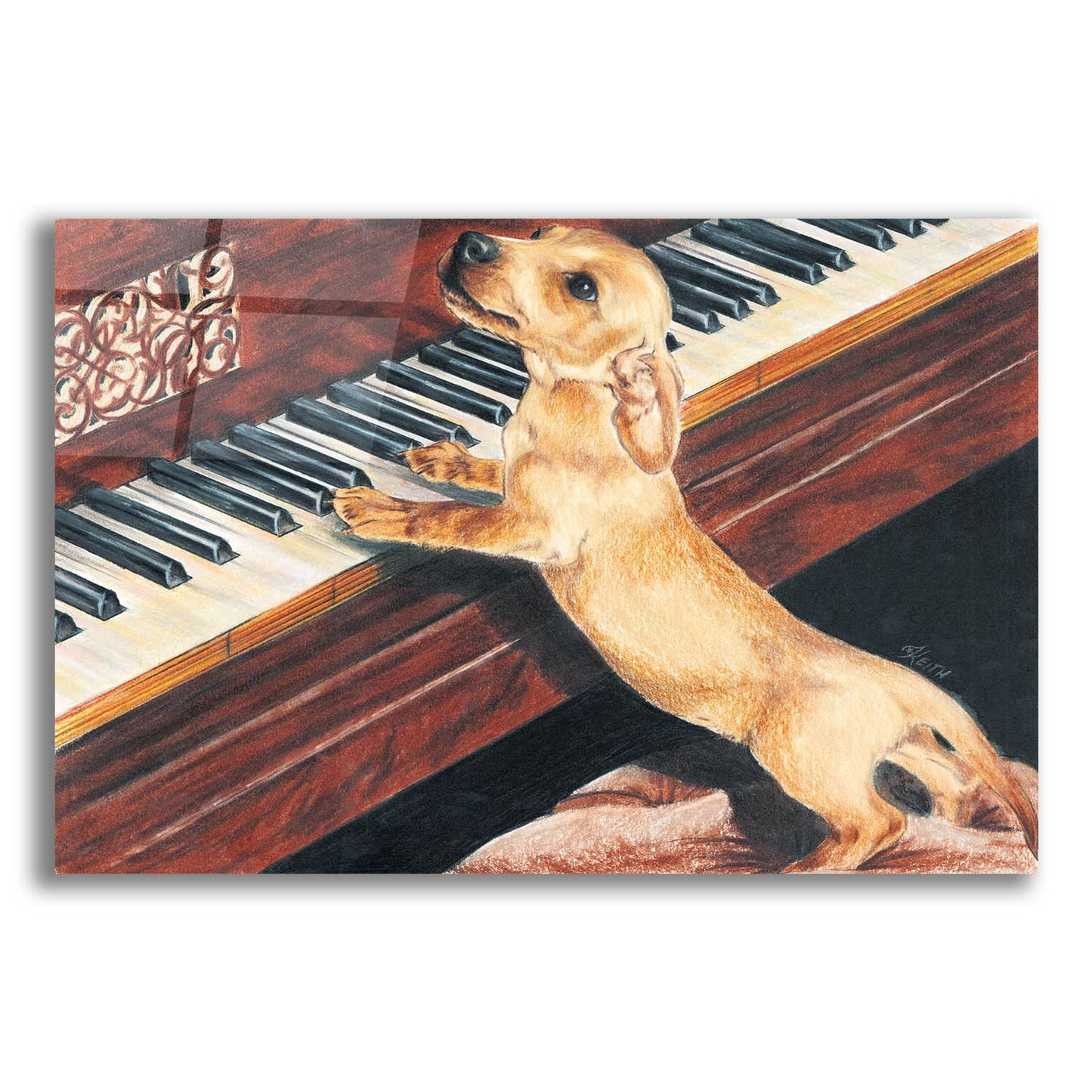 Epic Art 'Dachsund Playing Piano' by Barbara Keith, Acrylic Glass Wall Art,16x12