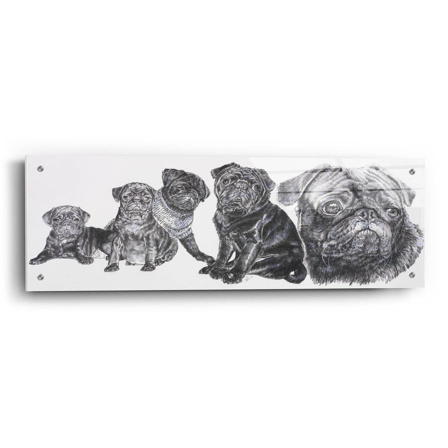 Epic Art 'Growing Up Pug' by Barbara Keith, Acrylic Glass Wall Art,36x12