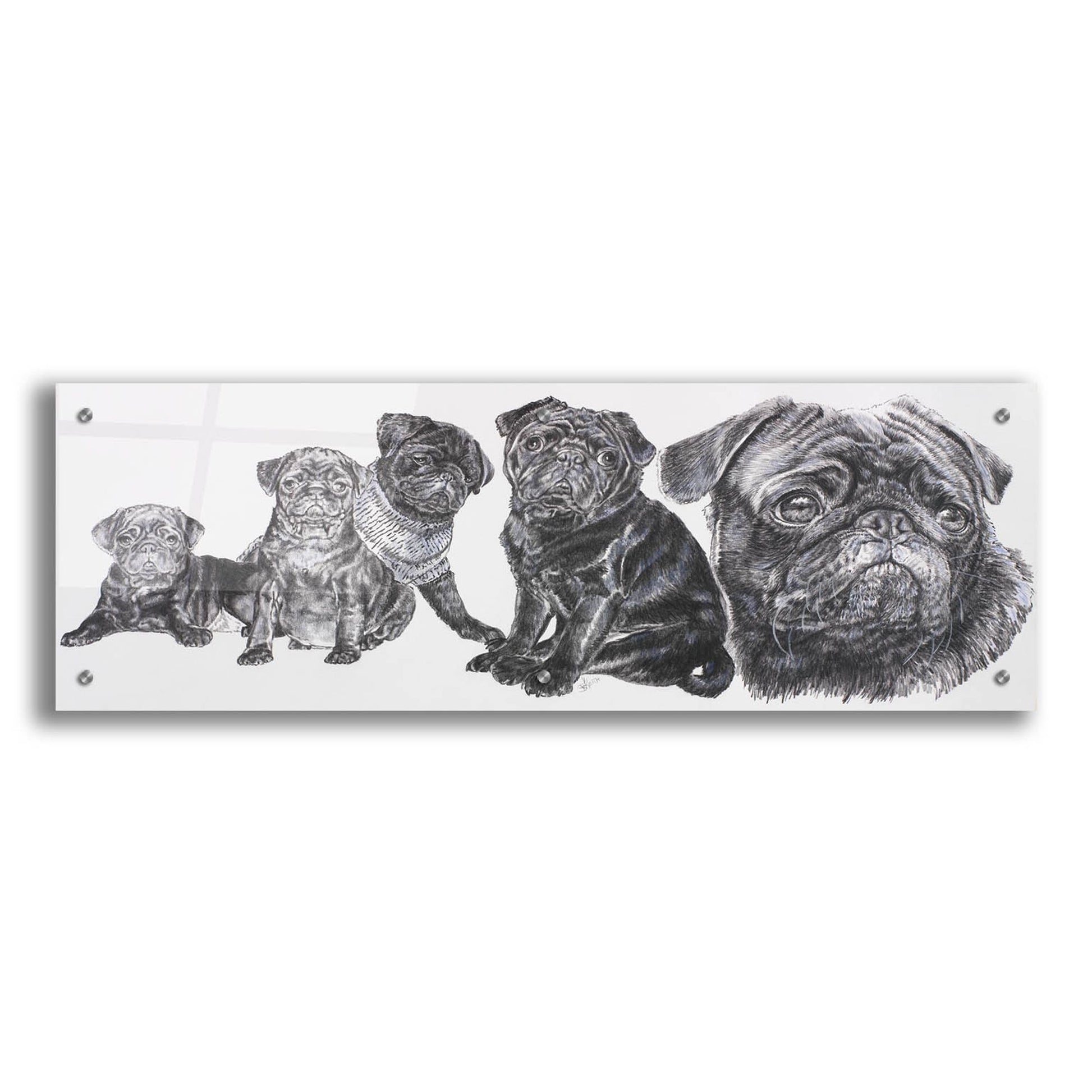 Epic Art 'Growing Up Pug' by Barbara Keith, Acrylic Glass Wall Art,36x12