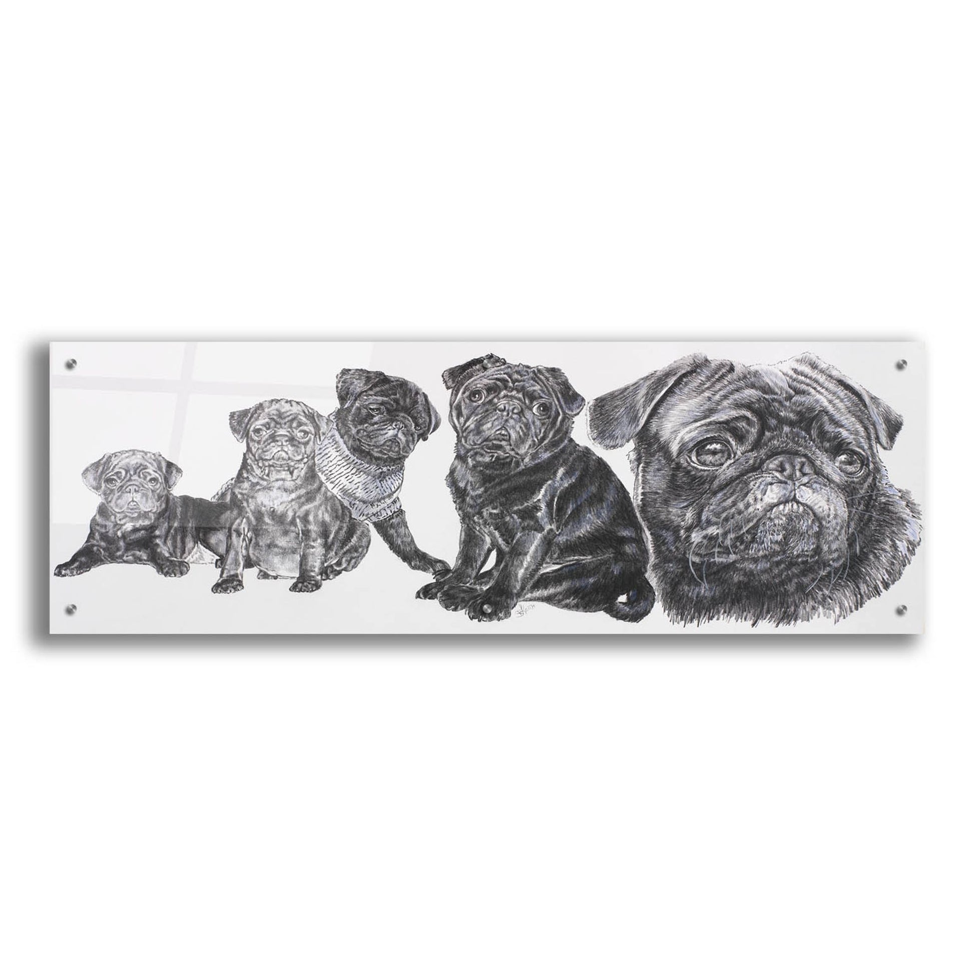 Epic Art 'Growing Up Pug' by Barbara Keith, Acrylic Glass Wall Art,48x16