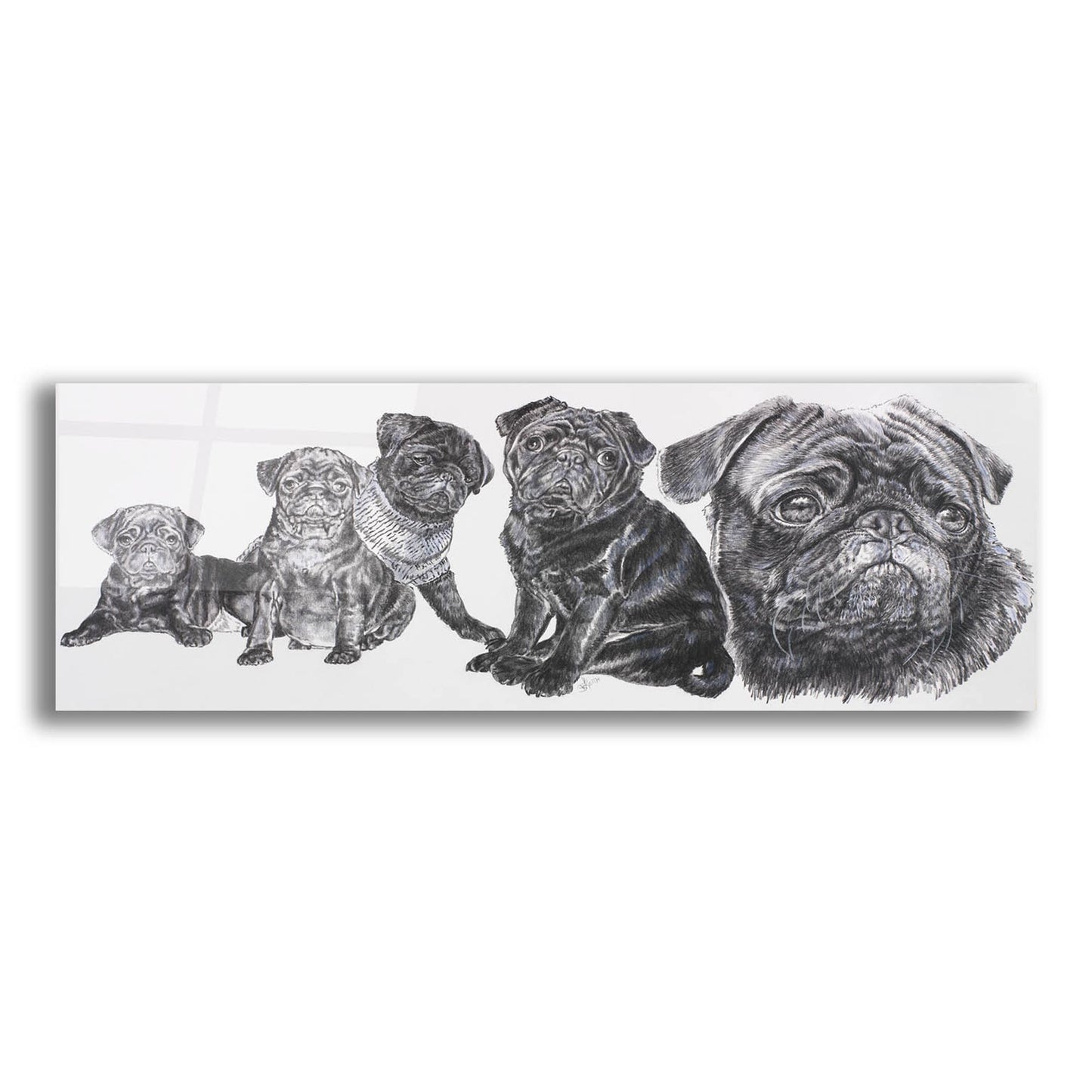 Epic Art 'Growing Up Pug' by Barbara Keith, Acrylic Glass Wall Art