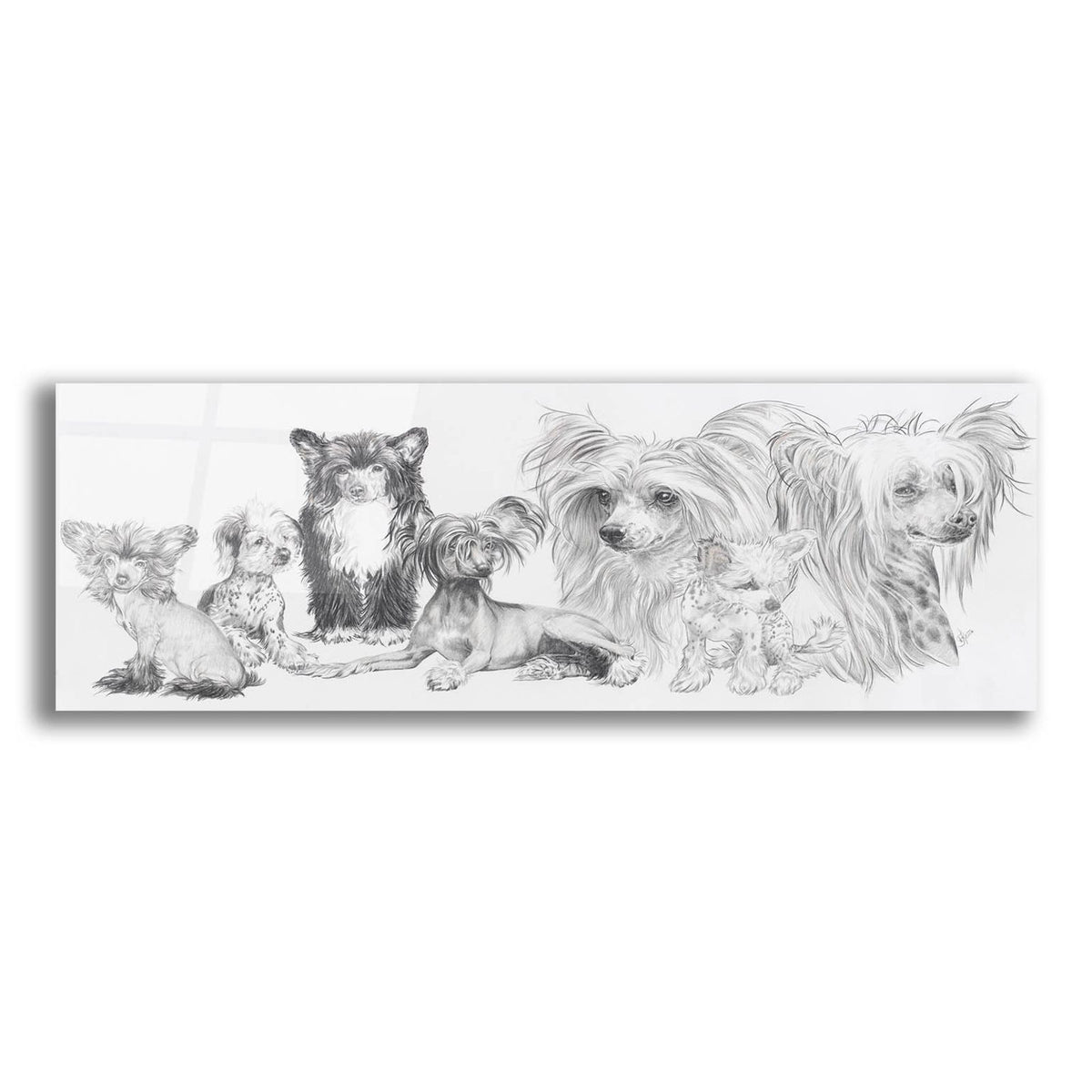 Chinese Cresteds by Barbara Keith acrylic glass wall art