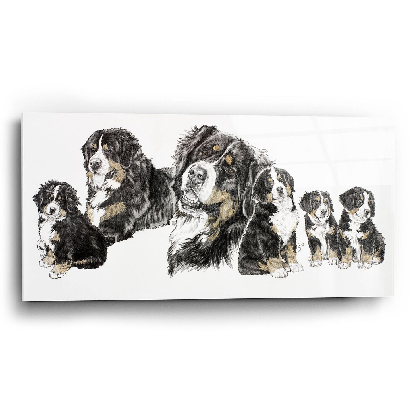 Epic Art 'Bernese Mountain Dog' by Barbara Keith, Acrylic Glass Wall Art,24x12