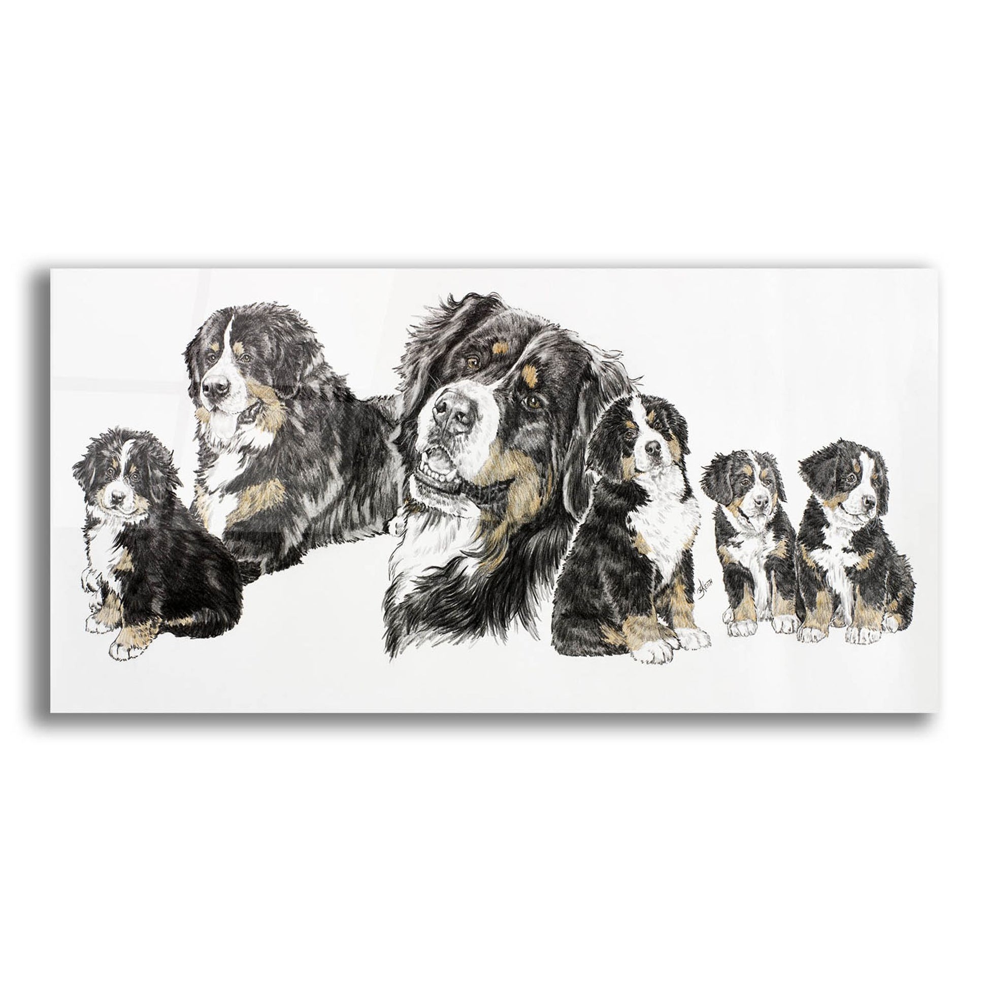 Epic Art 'Bernese Mountain Dog' by Barbara Keith, Acrylic Glass Wall Art,24x12