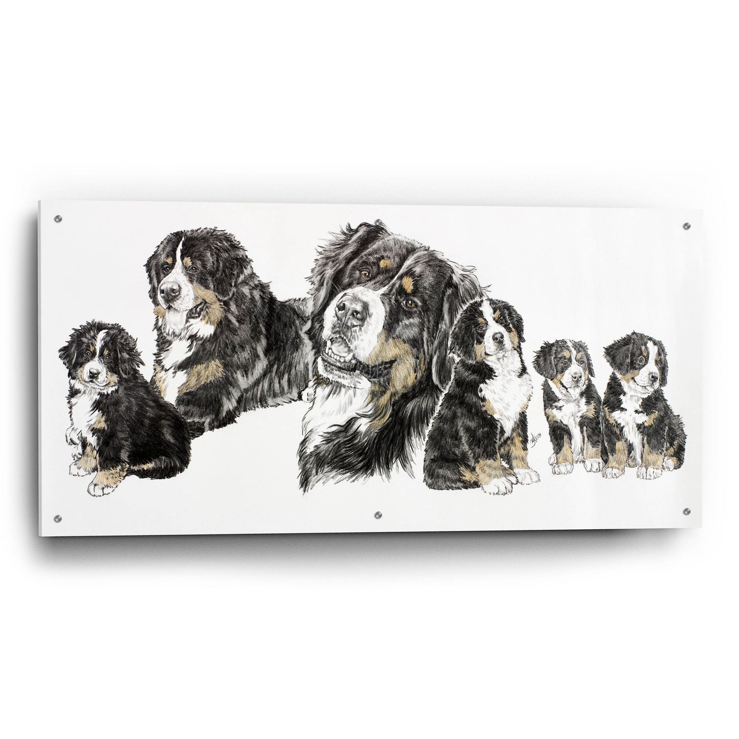 Epic Art 'Bernese Mountain Dog' by Barbara Keith, Acrylic Glass Wall Art,48x24