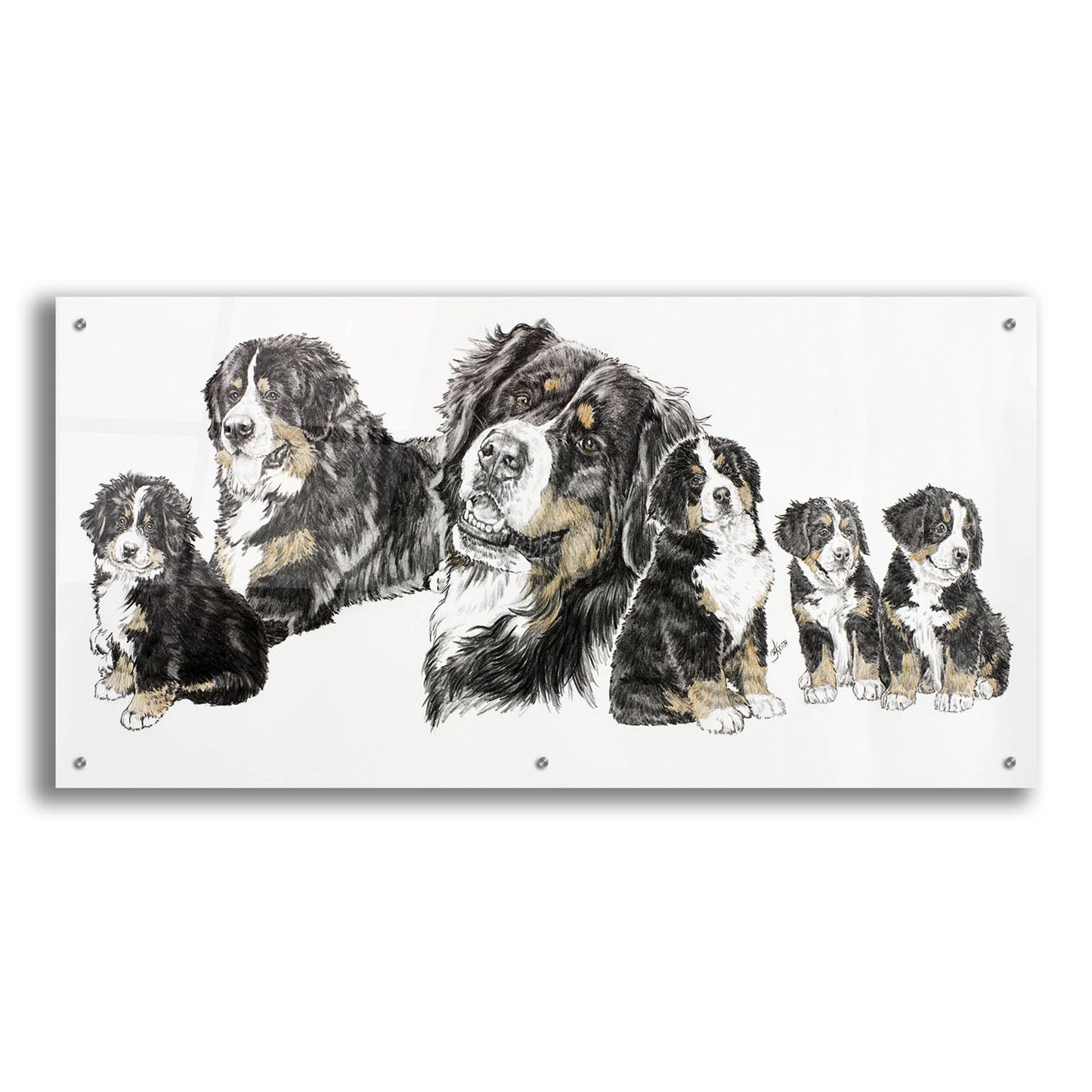 Epic Art 'Bernese Mountain Dog' by Barbara Keith, Acrylic Glass Wall Art,48x24