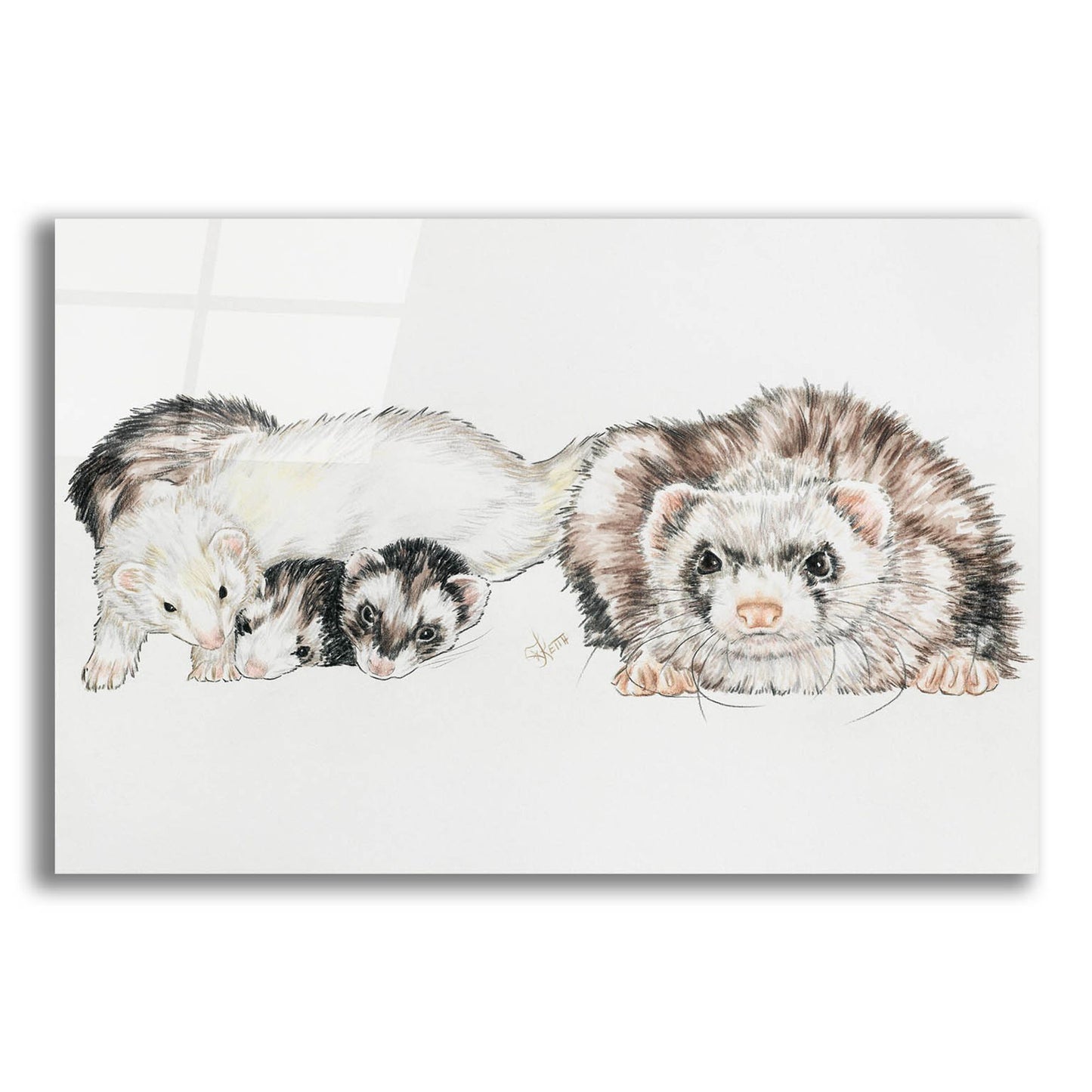 Epic Art 'Family Of Ferrets' by Barbara Keith, Acrylic Glass Wall Art,16x12