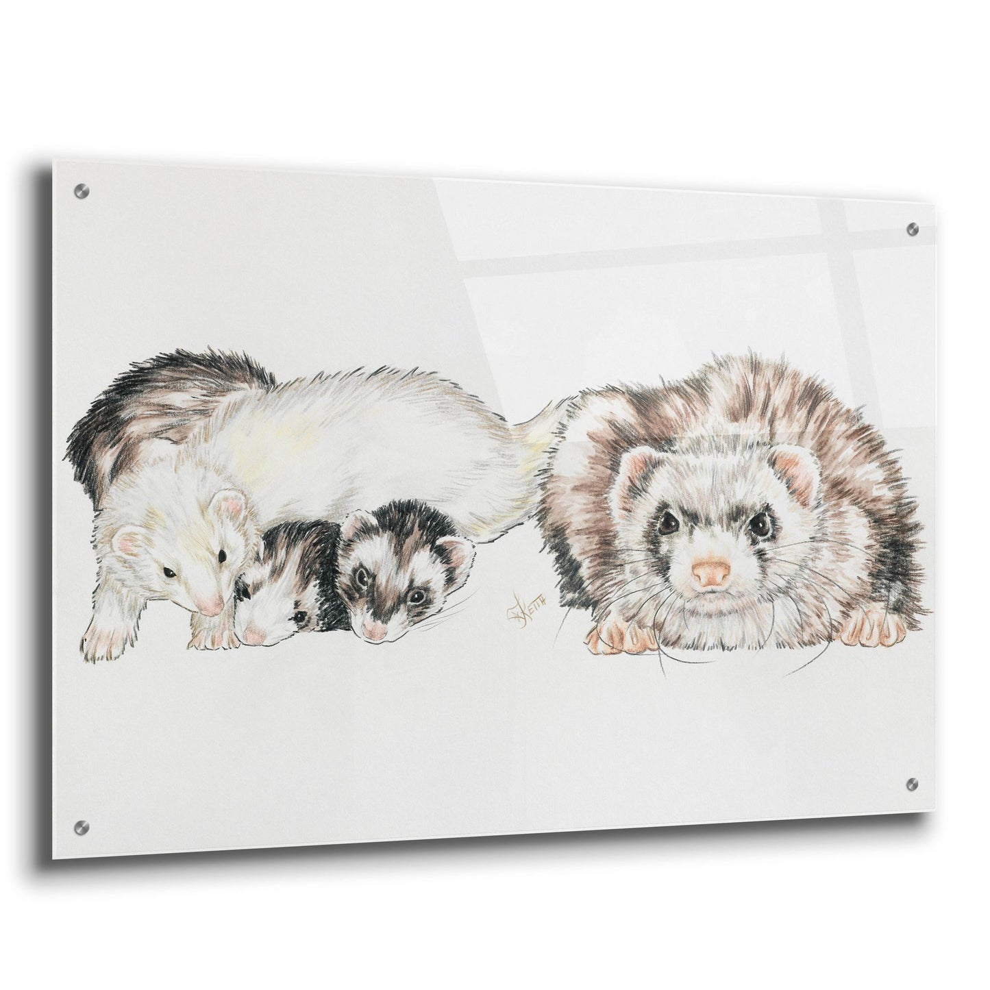 Epic Art 'Family Of Ferrets' by Barbara Keith, Acrylic Glass Wall Art,36x24