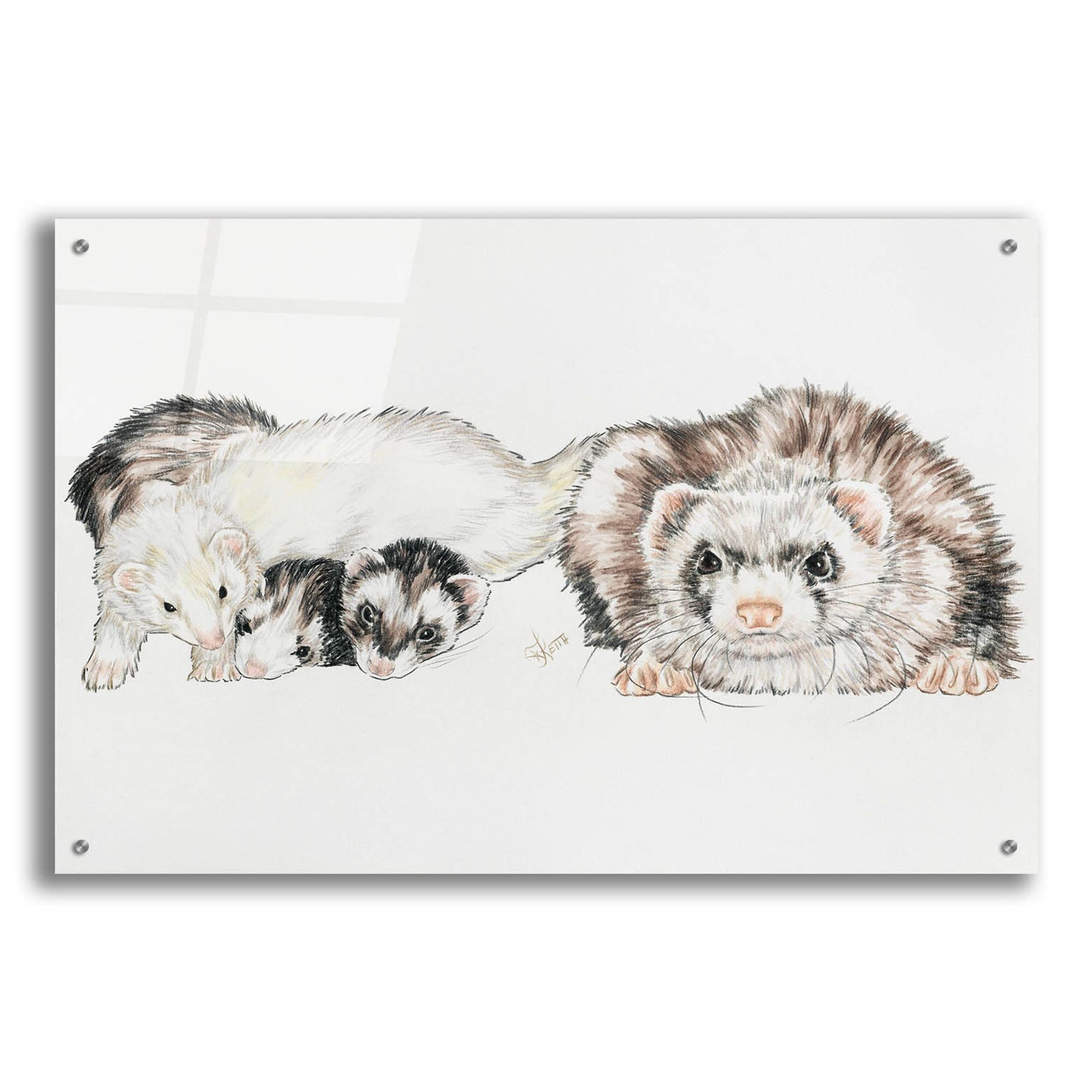 Epic Art 'Family Of Ferrets' by Barbara Keith, Acrylic Glass Wall Art,36x24