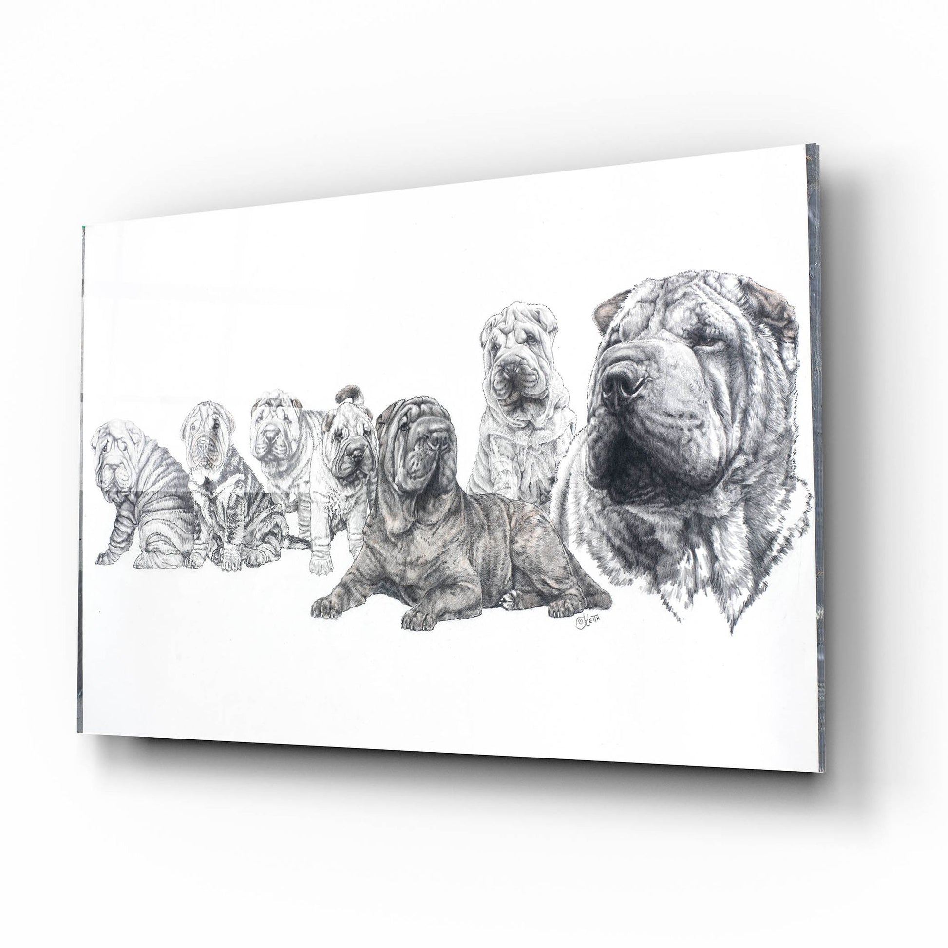 Epic Art 'Growing Up Shar Pei' by Barbara Keith, Acrylic Glass Wall Art,16x12