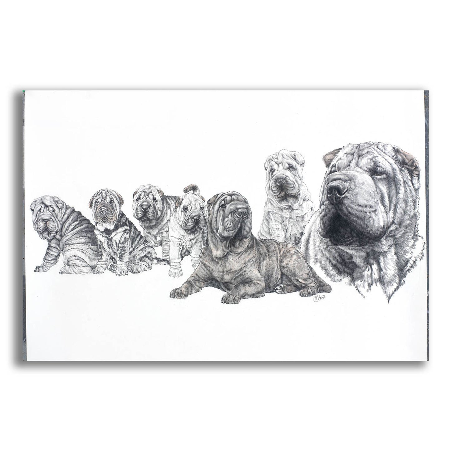 Epic Art 'Growing Up Shar Pei' by Barbara Keith, Acrylic Glass Wall Art,16x12