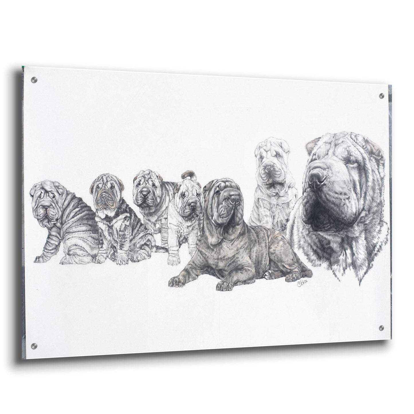 Epic Art 'Growing Up Shar Pei' by Barbara Keith, Acrylic Glass Wall Art,36x24