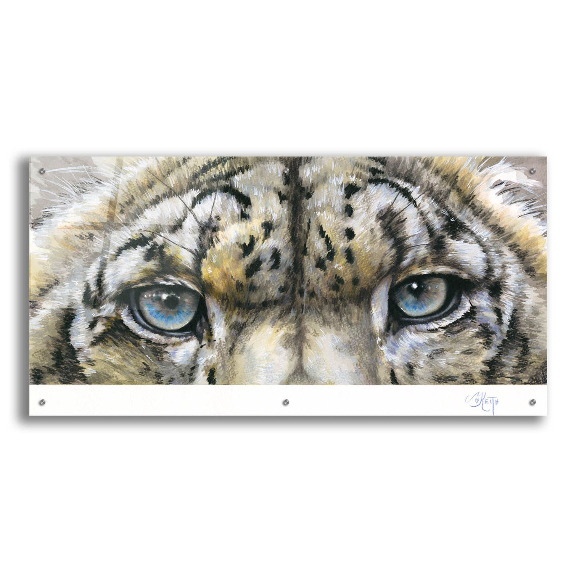 Epic Art 'Eye-Catching Snow Leopard' by Barbara Keith, Acrylic Glass Wall Art,48x24