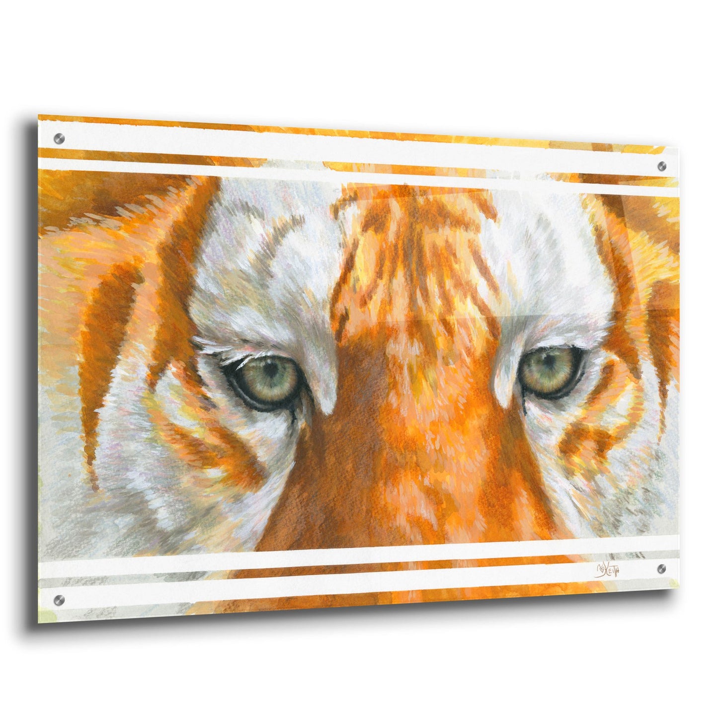 Epic Art 'Eye-Catching Golden Tabby Tiger' by Barbara Keith, Acrylic Glass Wall Art,36x24