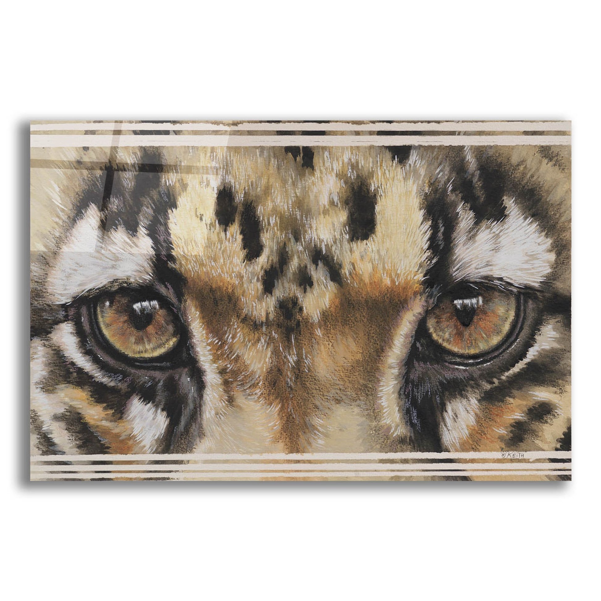 Epic Art 'Eye-Catching Clouded Leopard' by Barbara Keith, Acrylic Glass Wall Art,16x12