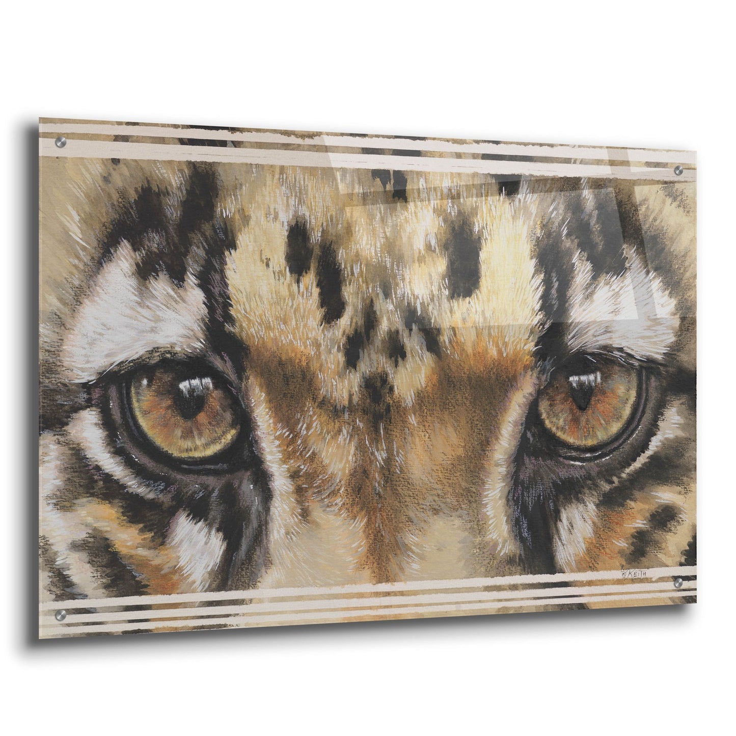 Epic Art 'Eye-Catching Clouded Leopard' by Barbara Keith, Acrylic Glass Wall Art,36x24