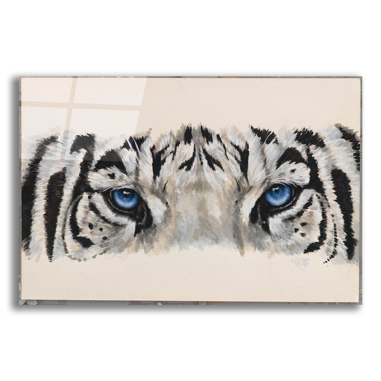 Epic Art 'Eye-Catching White Tiger' by Barbara Keith, Acrylic Glass Wall Art,16x12