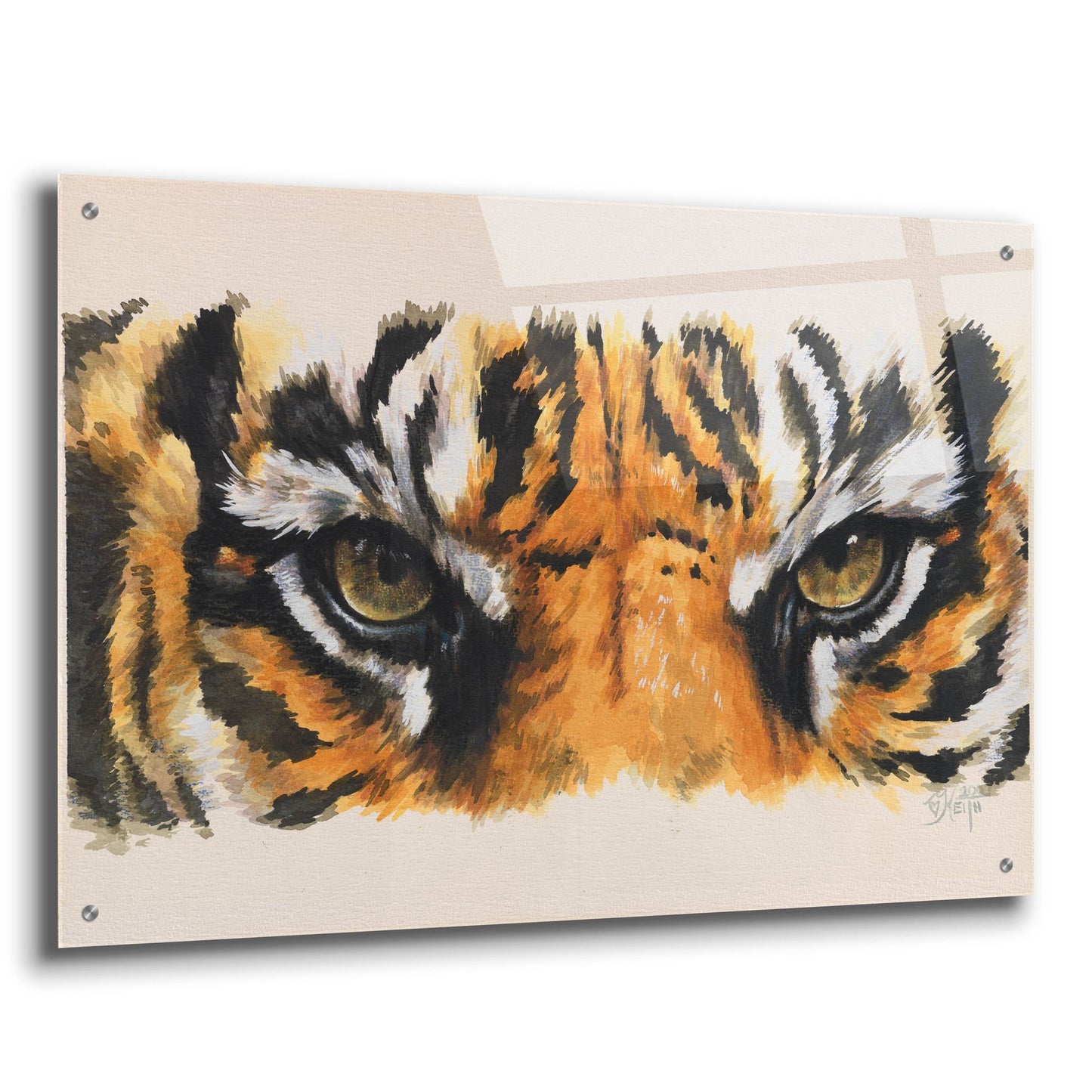 Epic Art 'Eye-Catching Tiger' by Barbara Keith, Acrylic Glass Wall Art,36x24