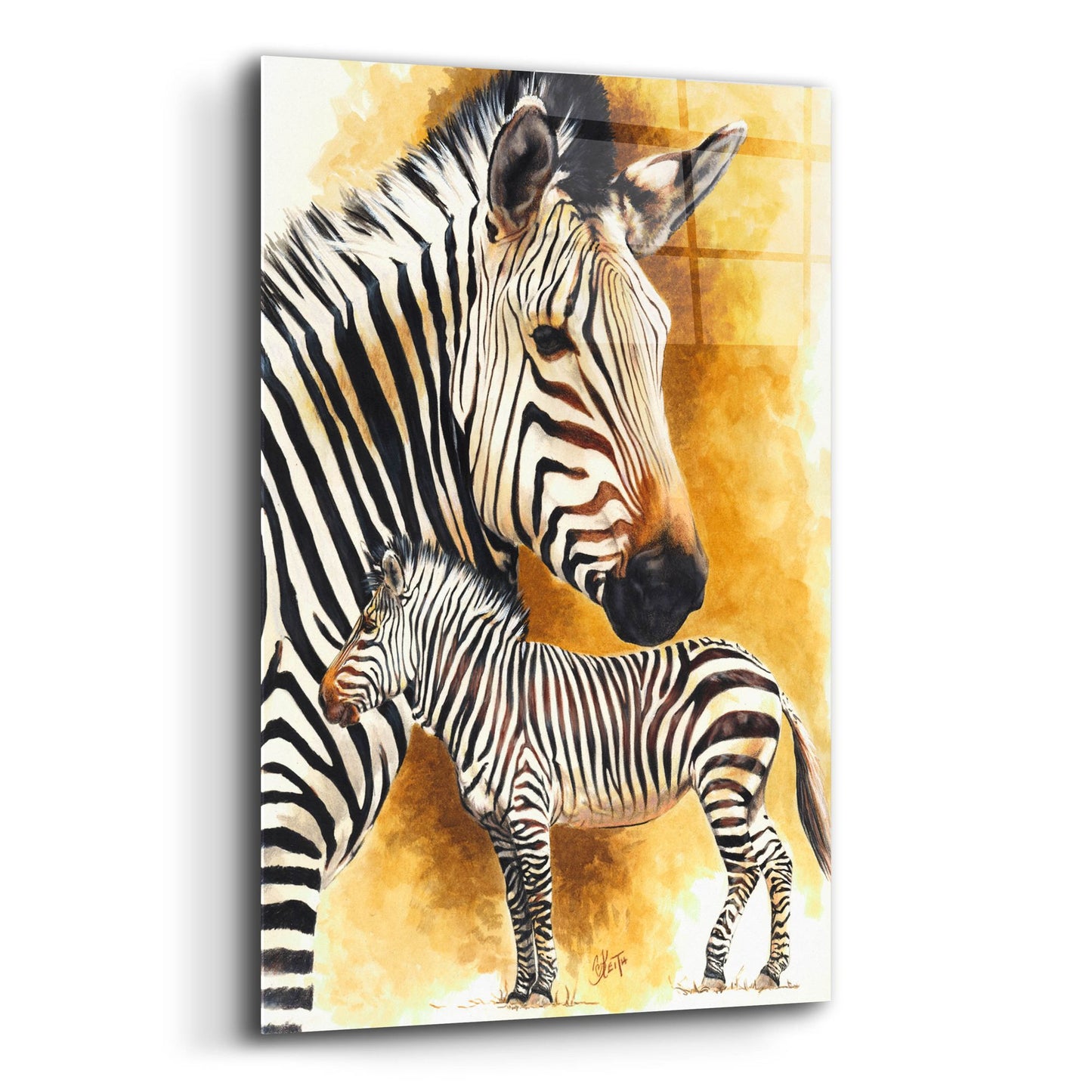 Epic Art 'Mountain Zebra' by Barbara Keith, Acrylic Glass Wall Art,12x16