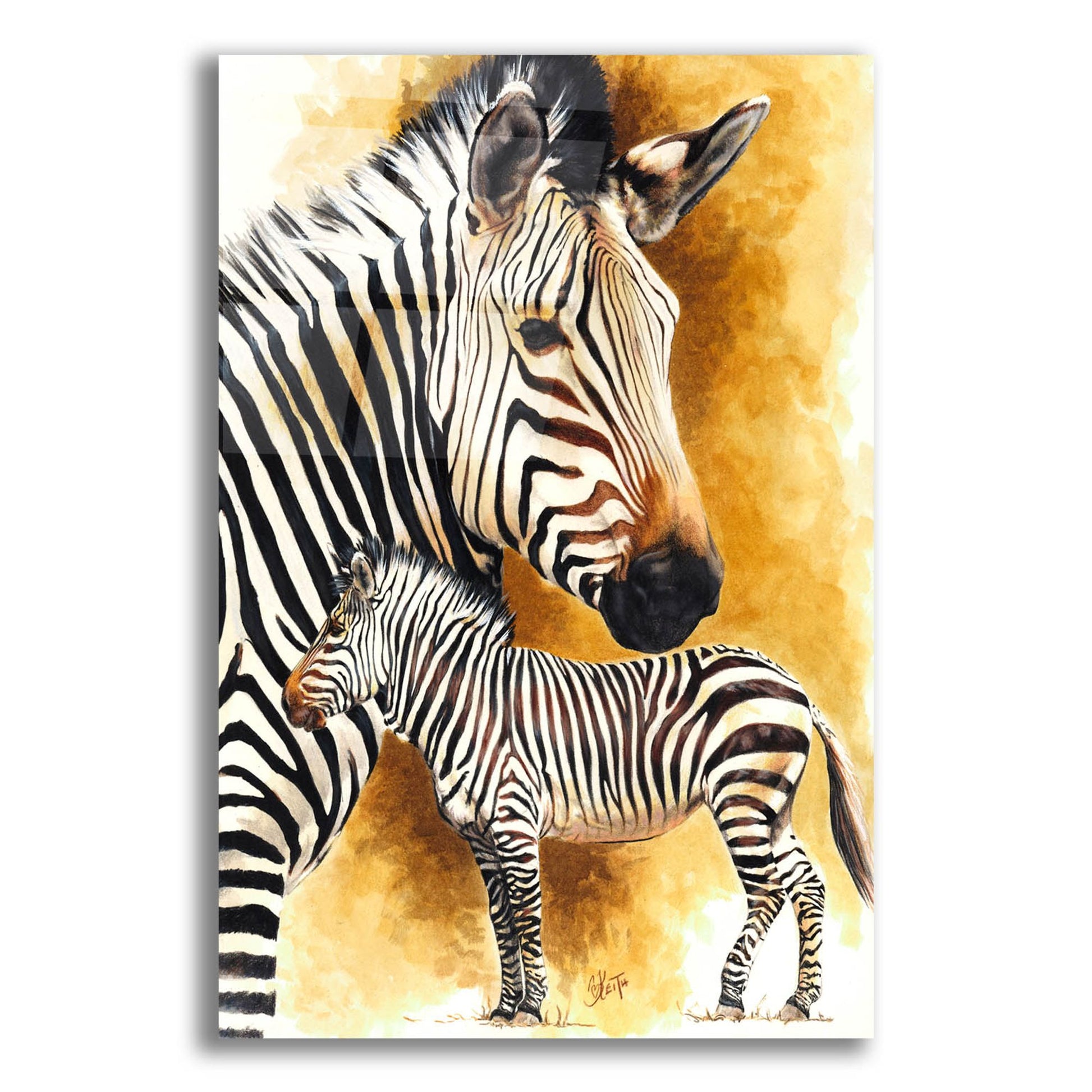 Epic Art 'Mountain Zebra' by Barbara Keith, Acrylic Glass Wall Art,16x24