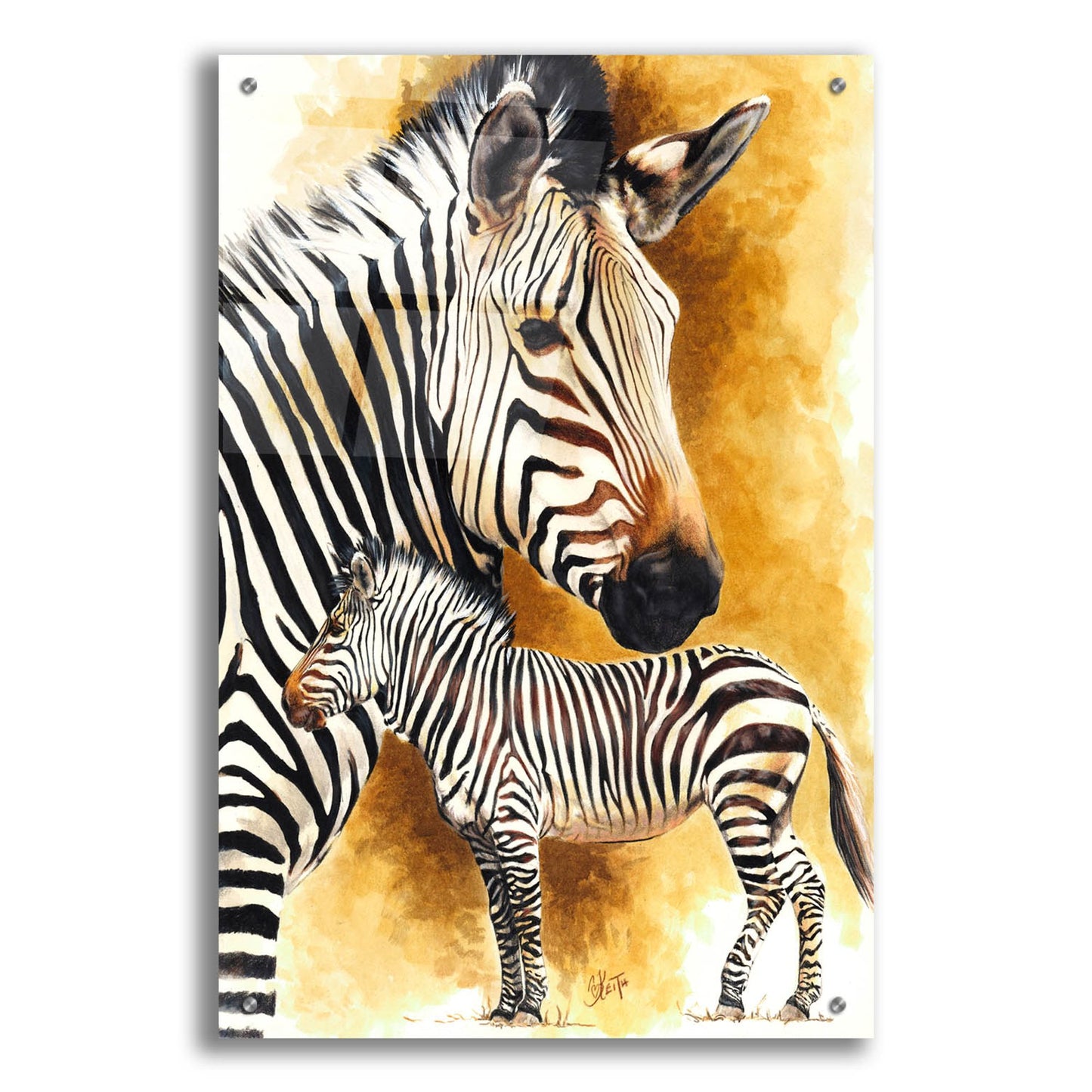 Epic Art 'Mountain Zebra' by Barbara Keith, Acrylic Glass Wall Art,24x36