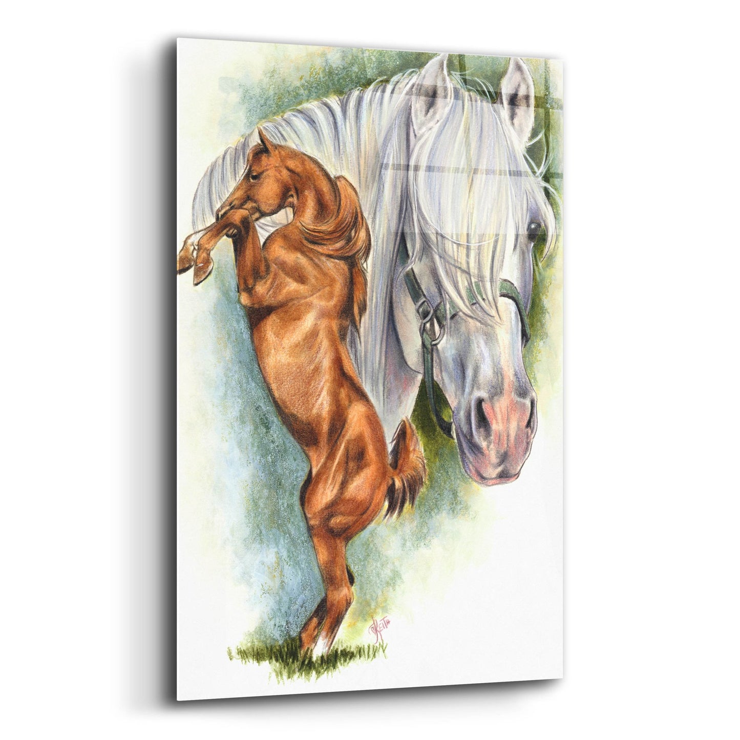 Epic Art 'Andalusian - Spanish Mustang' by Barbara Keith, Acrylic Glass Wall Art,12x16