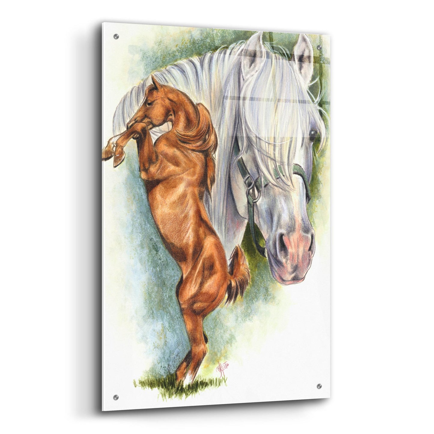 Epic Art 'Andalusian - Spanish Mustang' by Barbara Keith, Acrylic Glass Wall Art,24x36