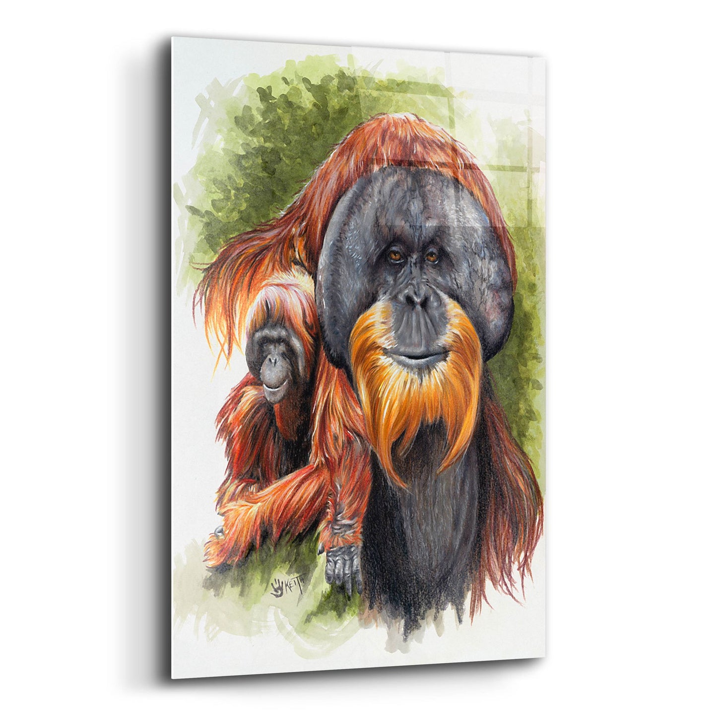 Epic Art 'Orangutan Soul' by Barbara Keith, Acrylic Glass Wall Art,12x16