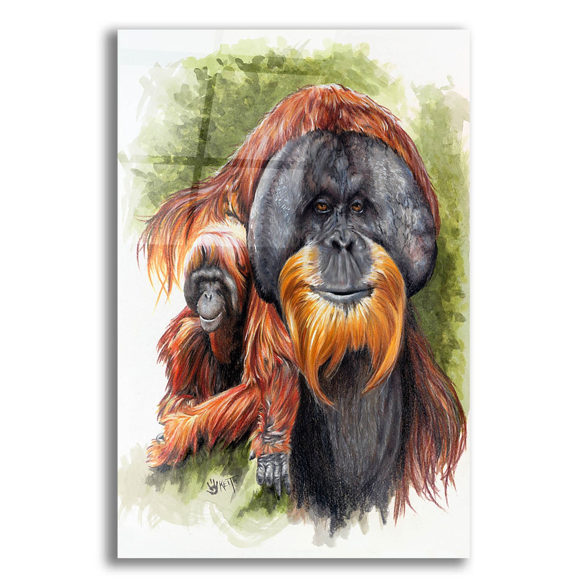 Epic Art 'Orangutan Soul' by Barbara Keith, Acrylic Glass Wall Art,12x16