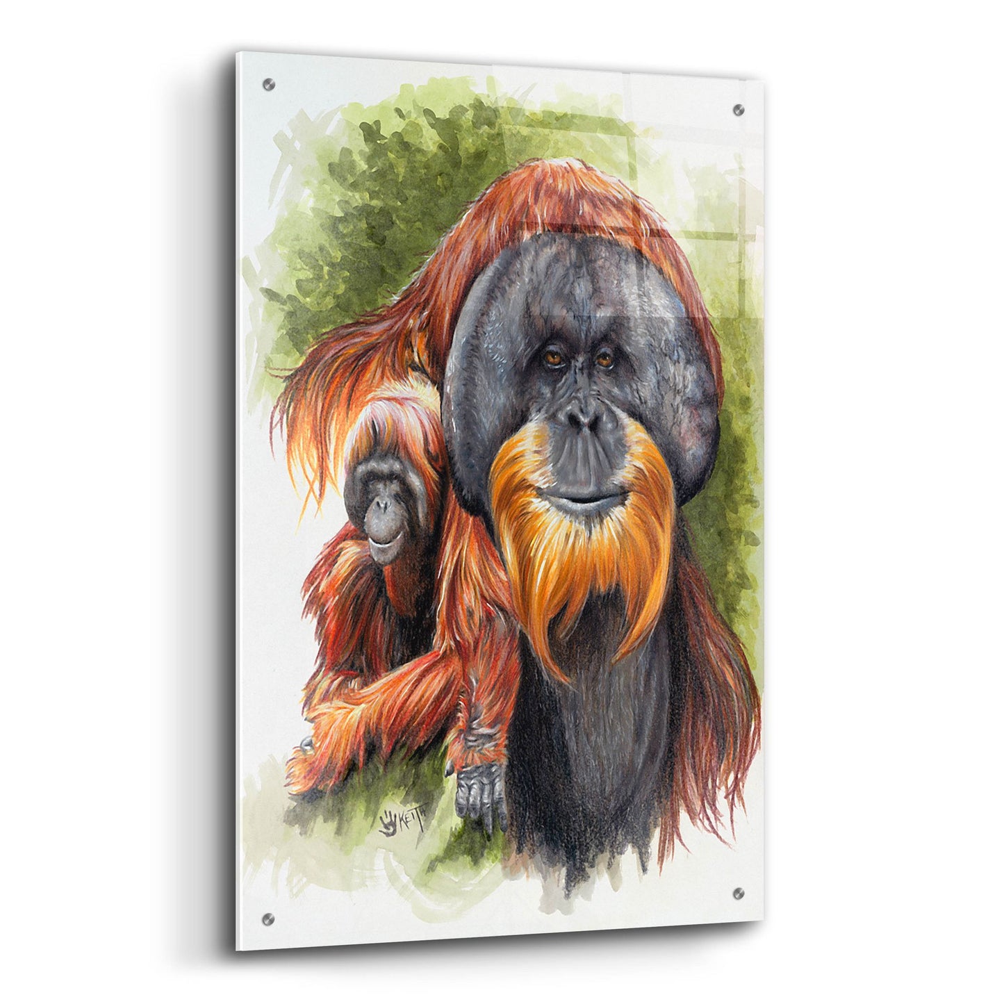 Epic Art 'Orangutan Soul' by Barbara Keith, Acrylic Glass Wall Art,24x36