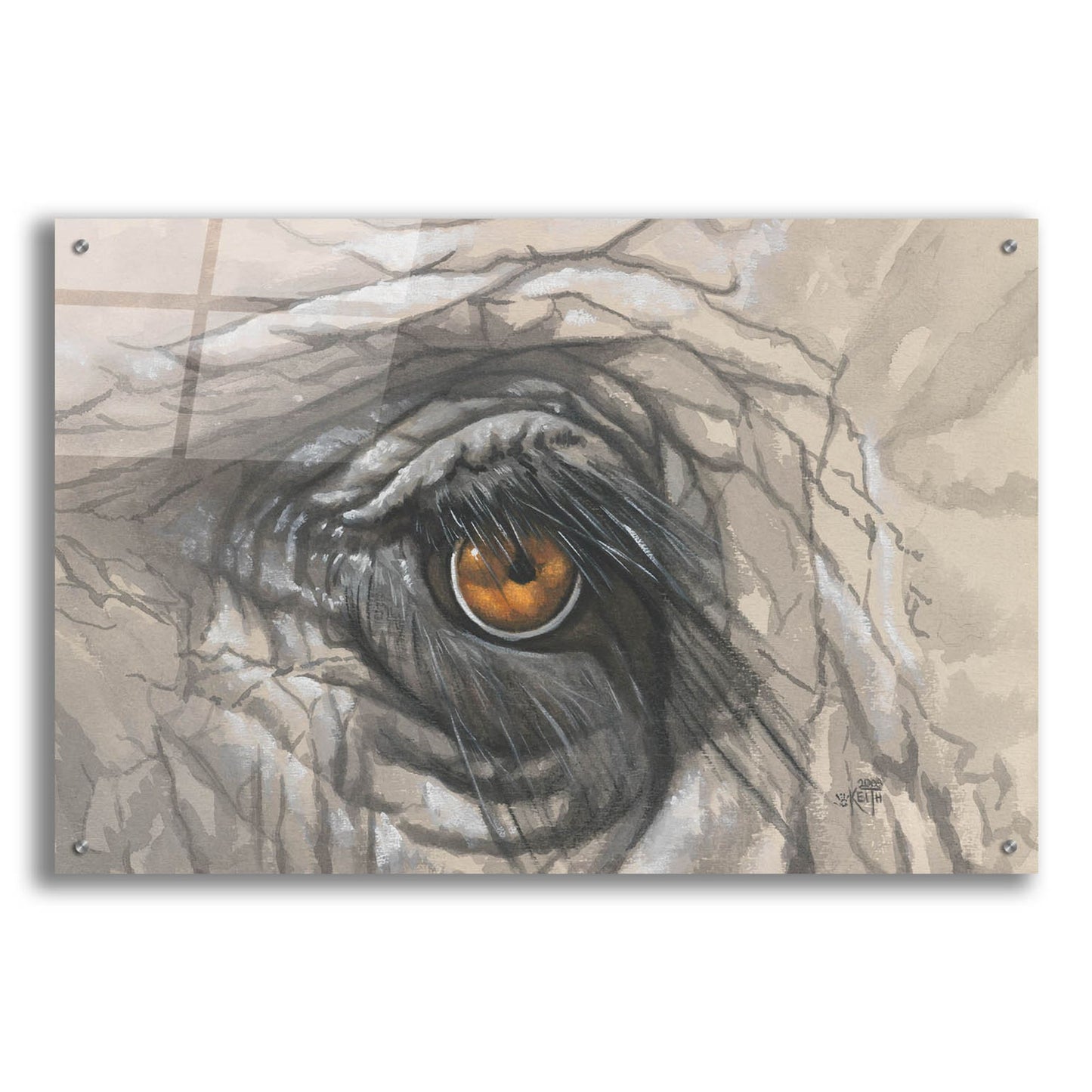 Epic Art 'Eye-Catching Elephant' by Barbara Keith, Acrylic Glass Wall Art,36x24