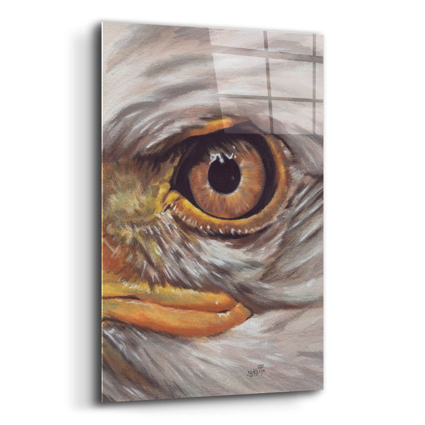 Epic Art 'Eye-Catching Bald Eagle' by Barbara Keith, Acrylic Glass Wall Art,12x16