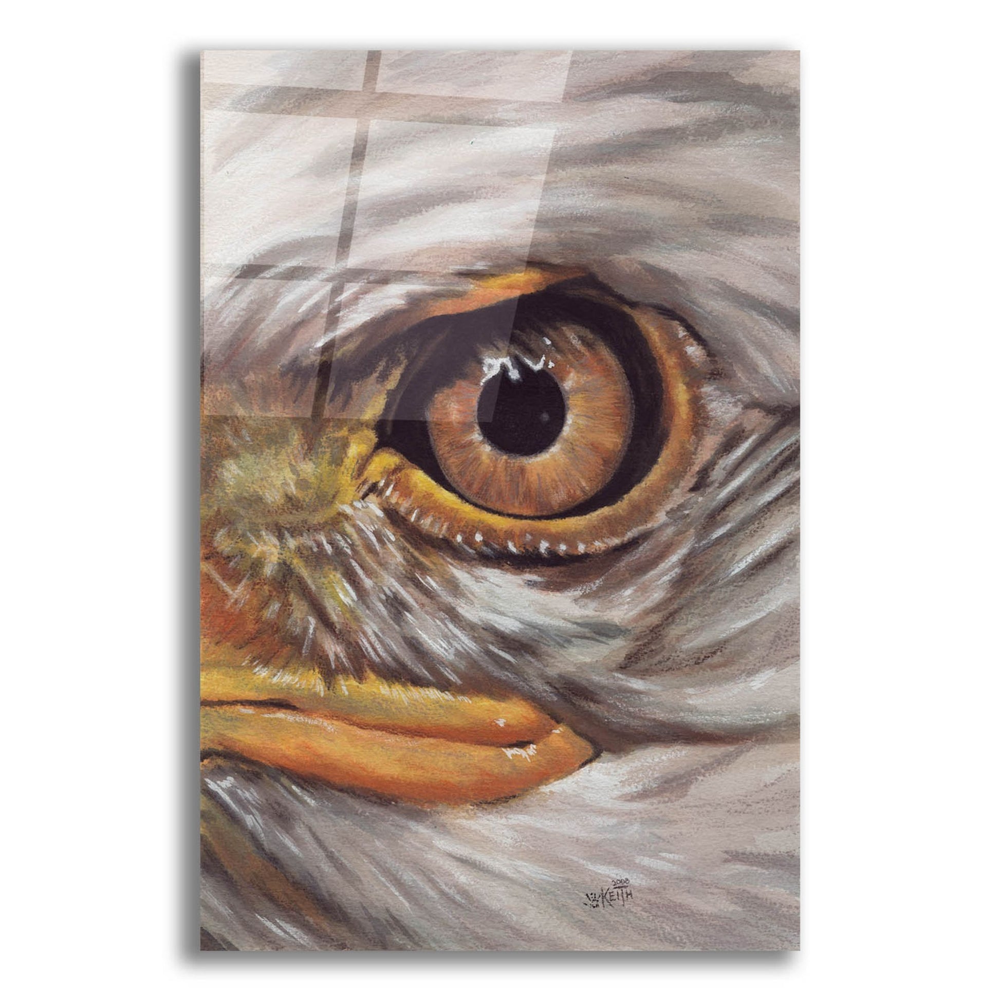 Epic Art 'Eye-Catching Bald Eagle' by Barbara Keith, Acrylic Glass Wall Art,12x16