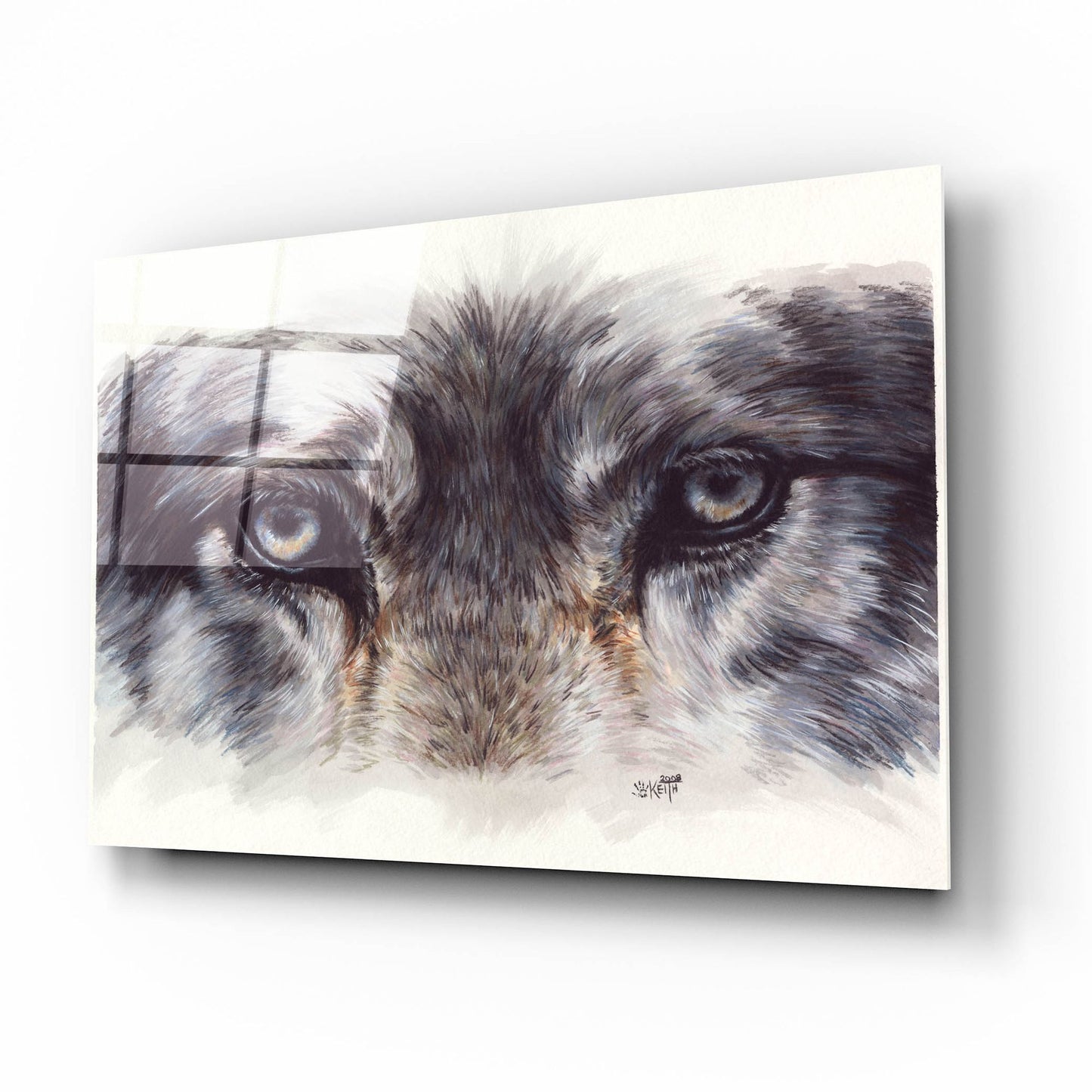 Epic Art 'Eye-Catching Wolf' by Barbara Keith, Acrylic Glass Wall Art,16x12