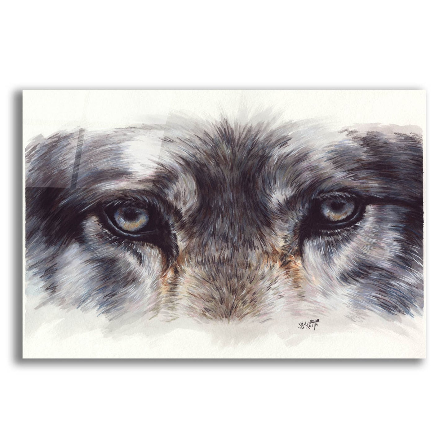 Epic Art 'Eye-Catching Wolf' by Barbara Keith, Acrylic Glass Wall Art,16x12