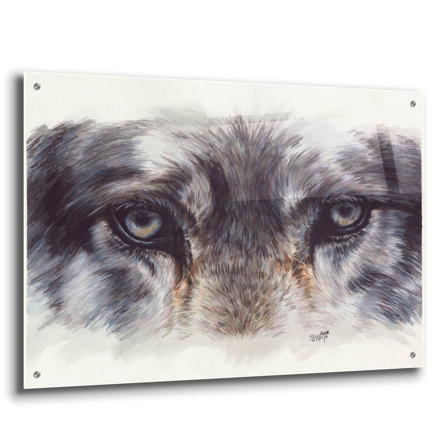 Epic Art 'Eye-Catching Wolf' by Barbara Keith, Acrylic Glass Wall Art,36x24