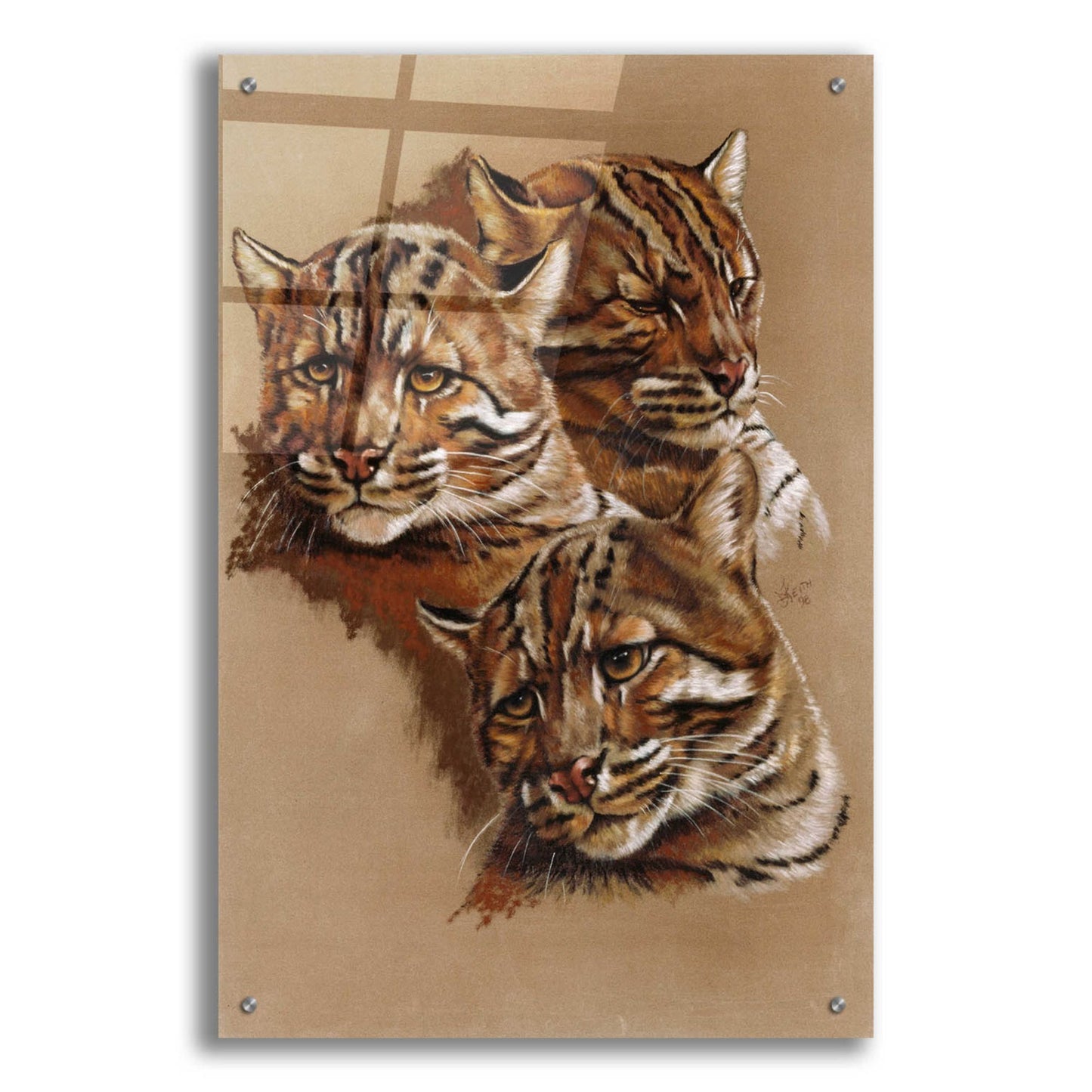 Epic Art 'Fire Cat' by Barbara Keith, Acrylic Glass Wall Art,24x36