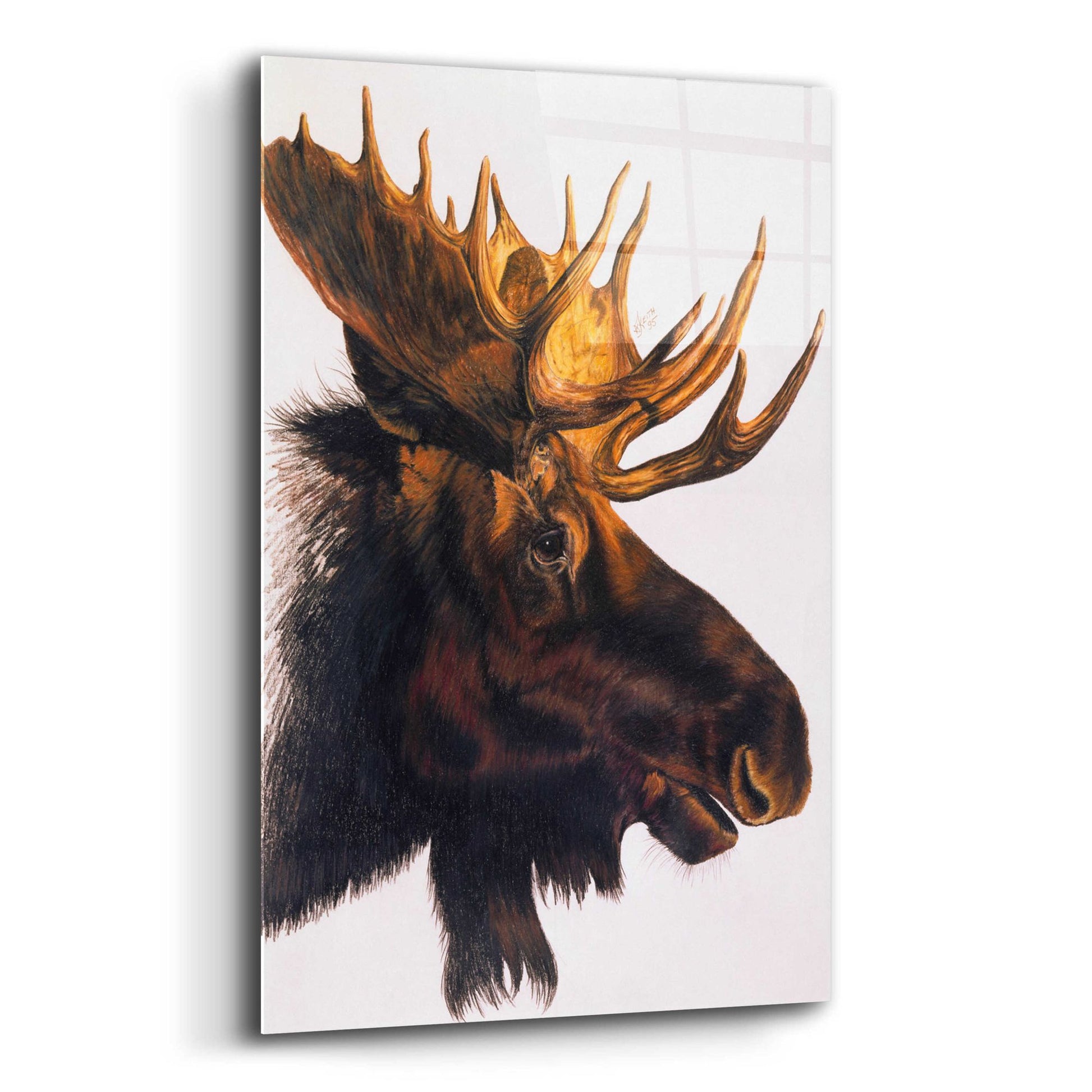 Epic Art 'Bullwinkle' by Barbara Keith, Acrylic Glass Wall Art,12x16