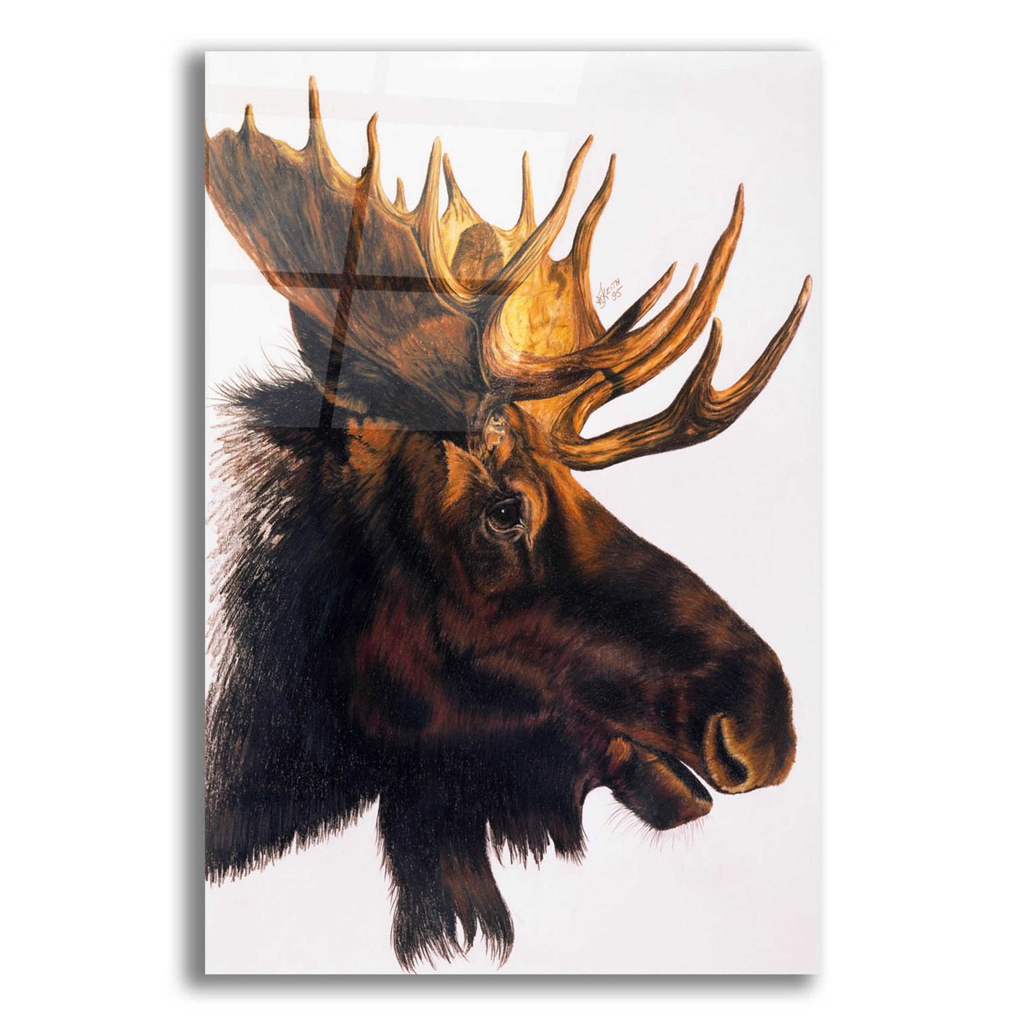 Epic Art 'Bullwinkle' by Barbara Keith, Acrylic Glass Wall Art,16x24