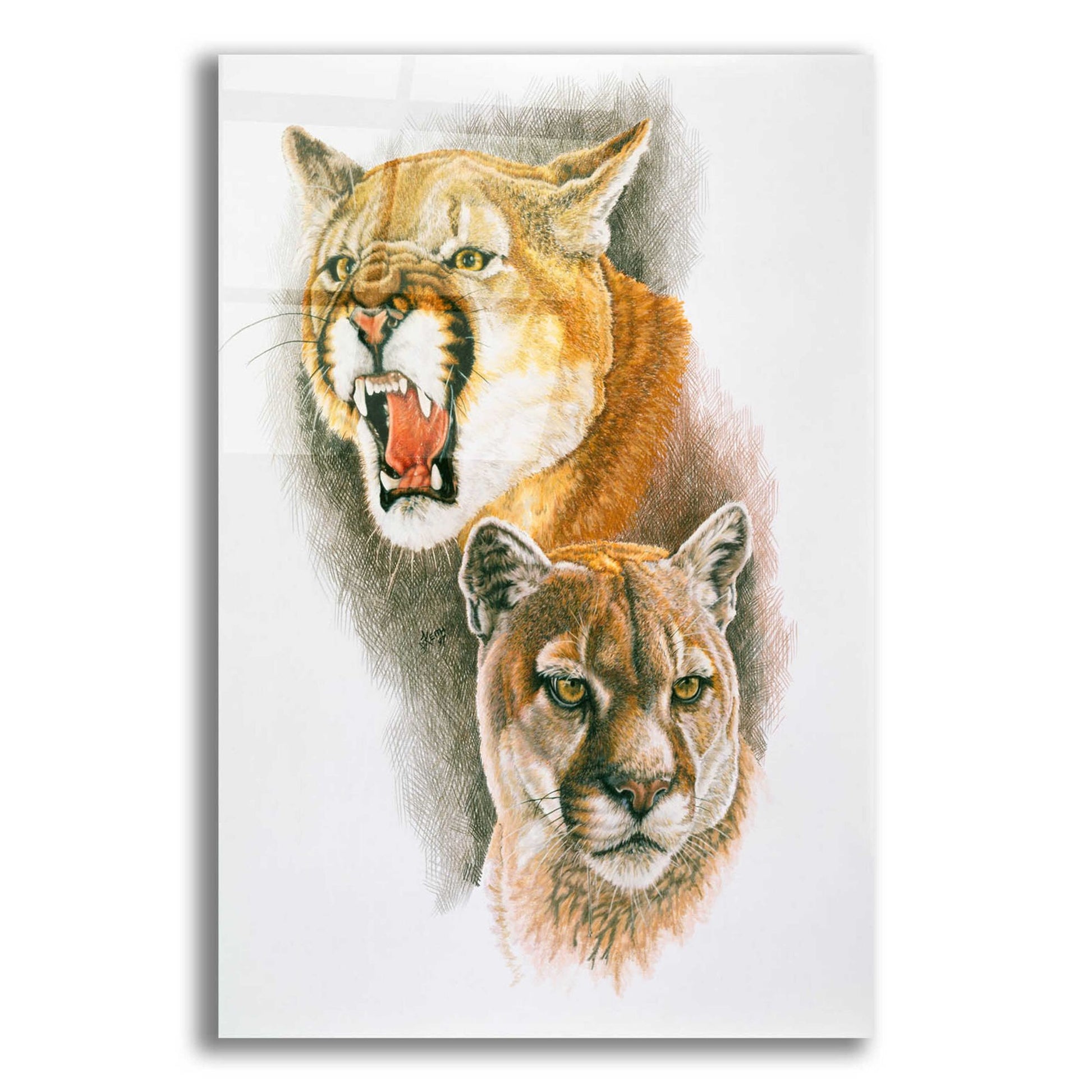 Epic Art 'Mountain King' by Barbara Keith, Acrylic Glass Wall Art