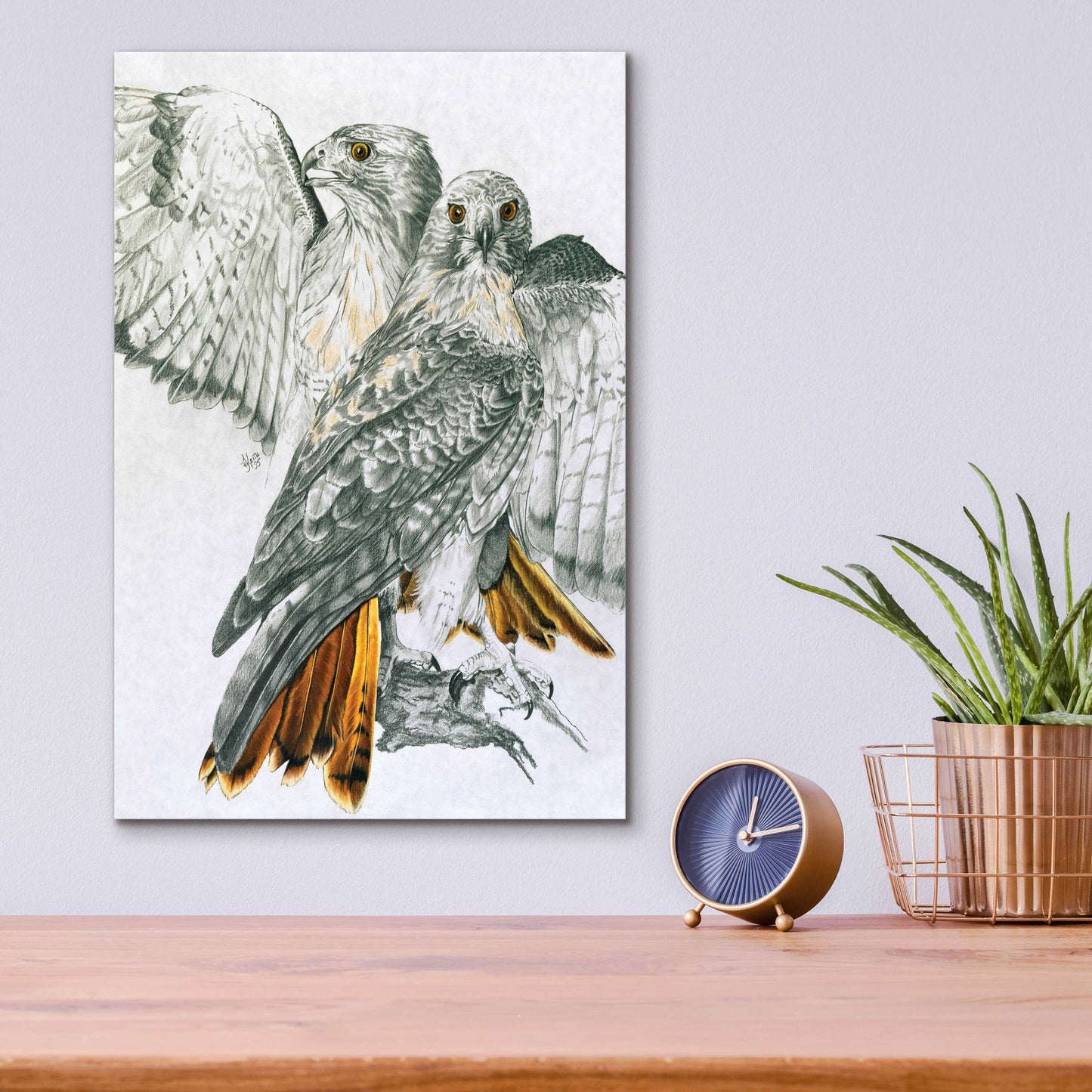 Epic Art 'Redtailed Hawk' by Barbara Keith, Acrylic Glass Wall Art,12x16