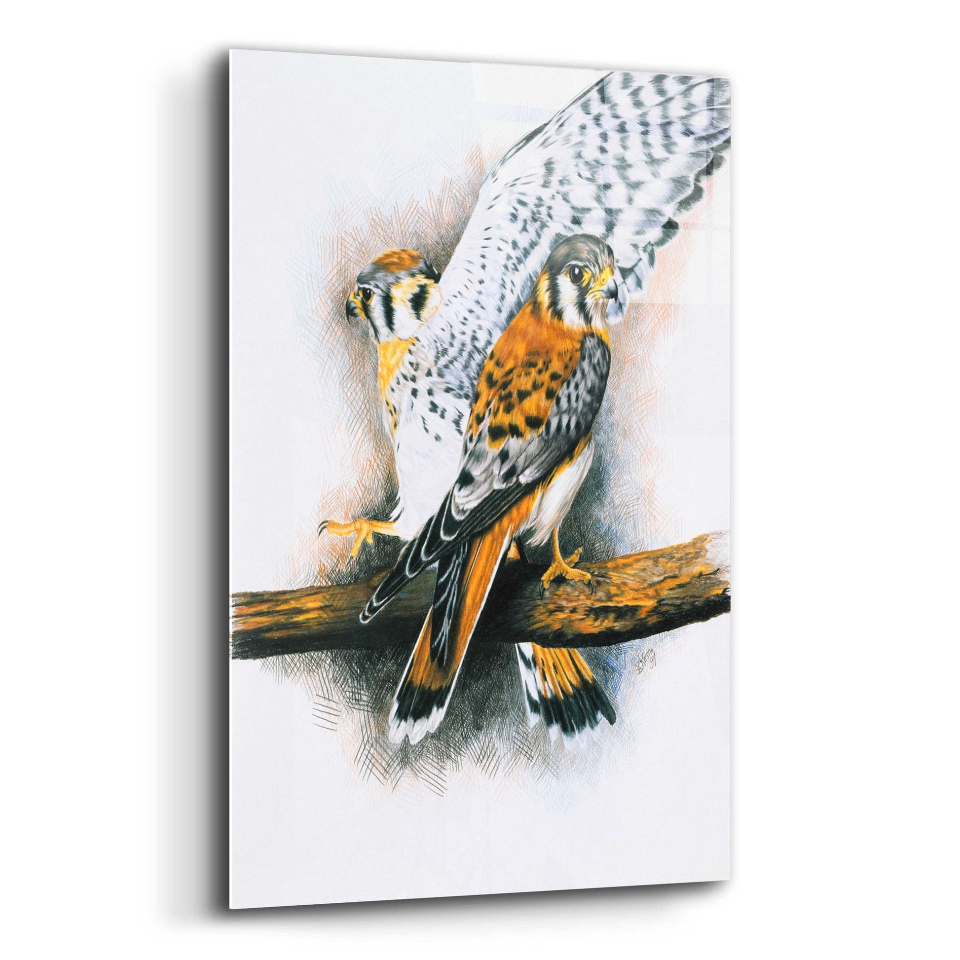 Epic Art 'Elegant Raptor' by Barbara Keith, Acrylic Glass Wall Art,12x16