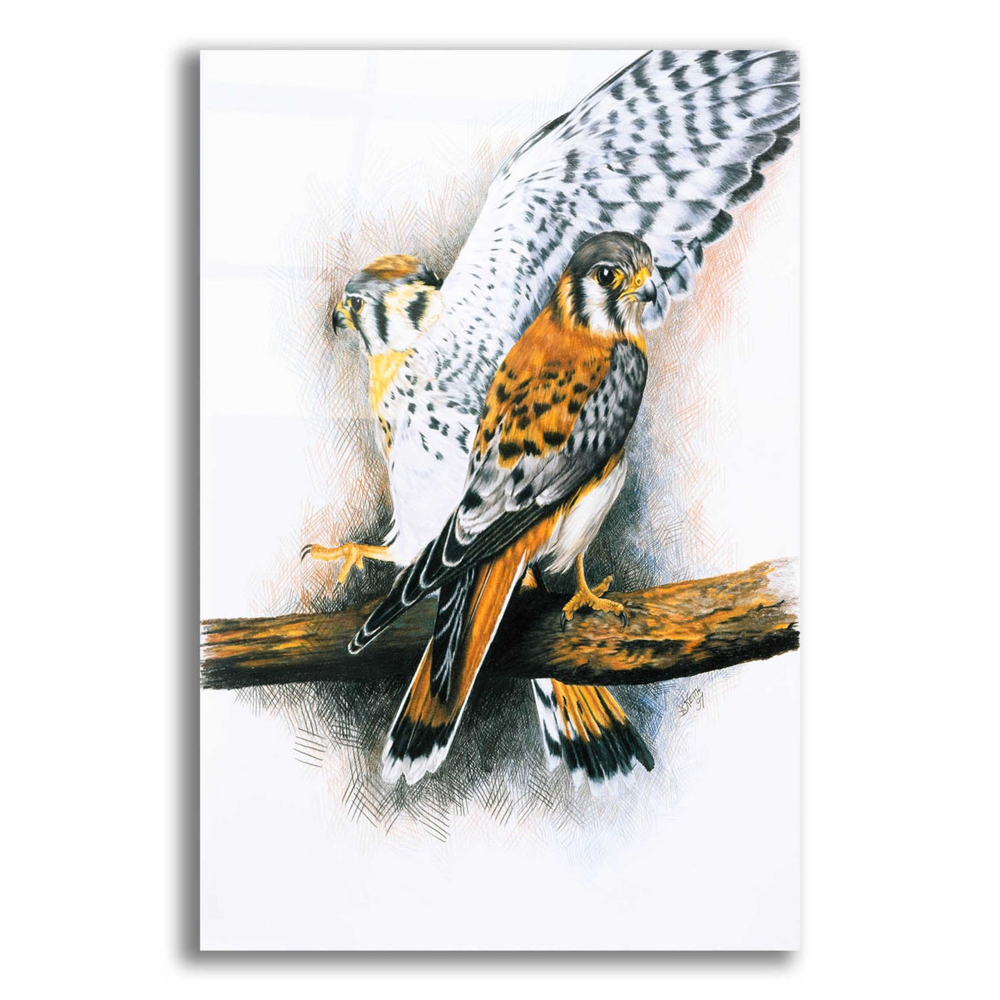 Epic Art 'Elegant Raptor' by Barbara Keith, Acrylic Glass Wall Art,12x16