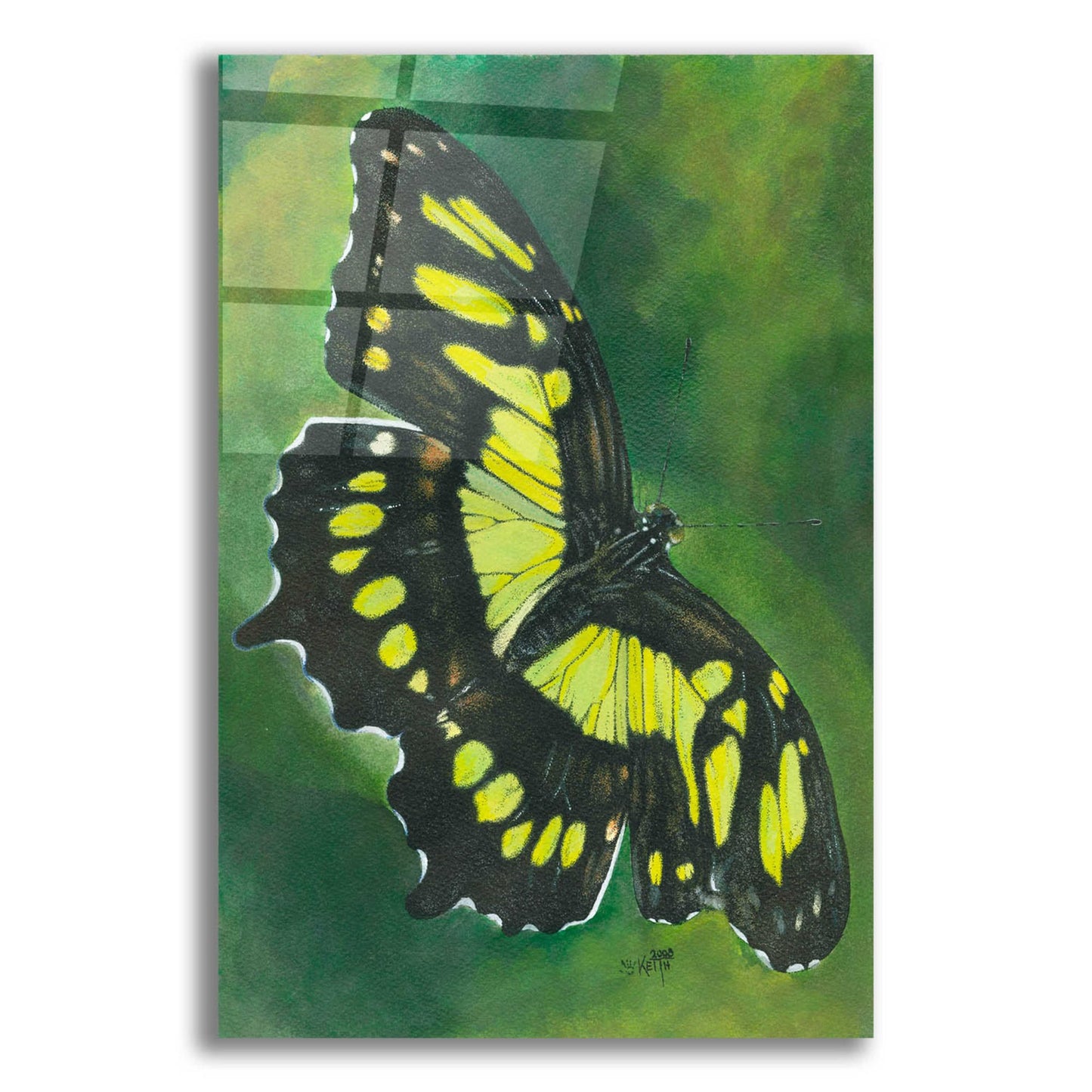 Epic Art 'Malachite Butterfly' by Barbara Keith, Acrylic Glass Wall Art,12x16