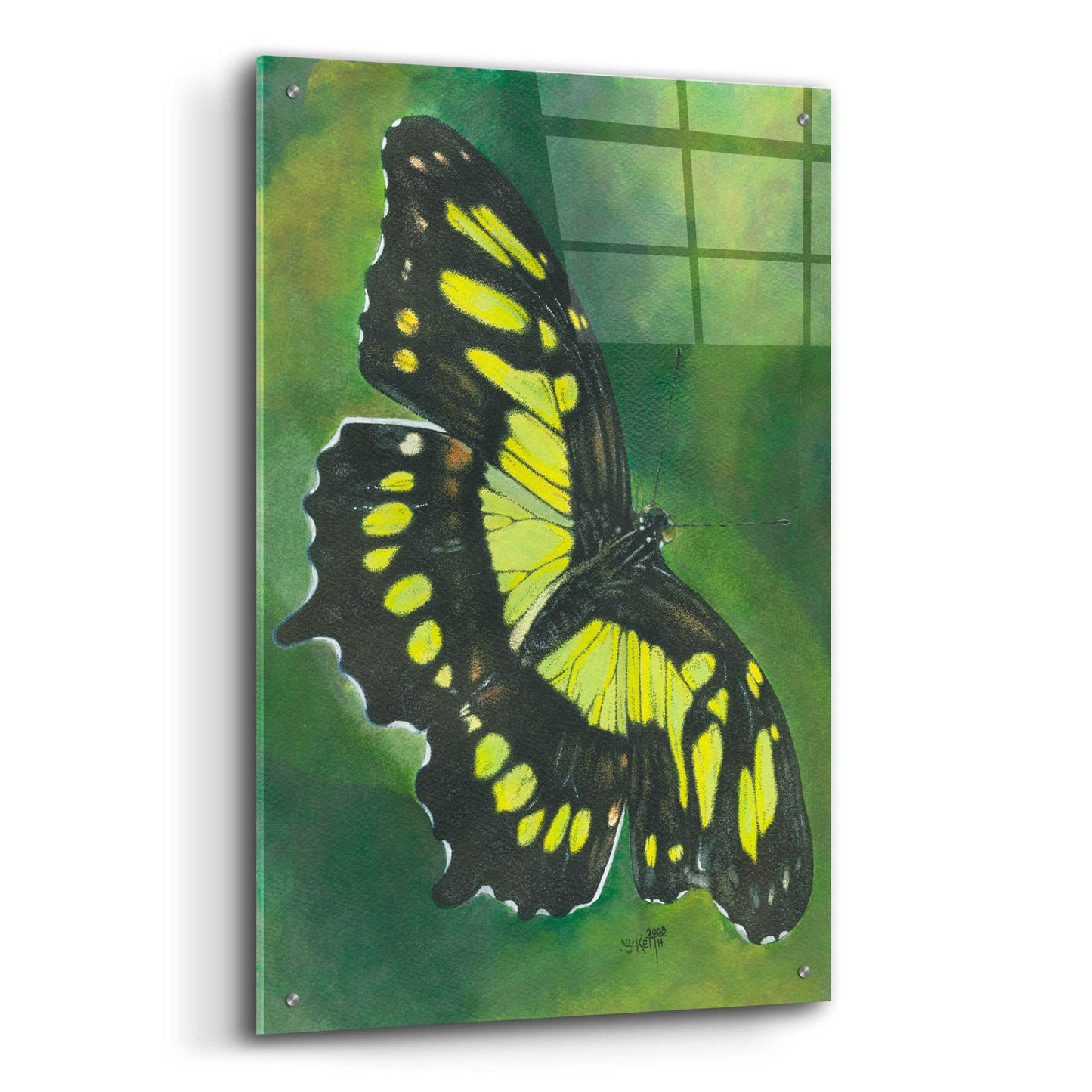 Epic Art 'Malachite Butterfly' by Barbara Keith, Acrylic Glass Wall Art,24x36