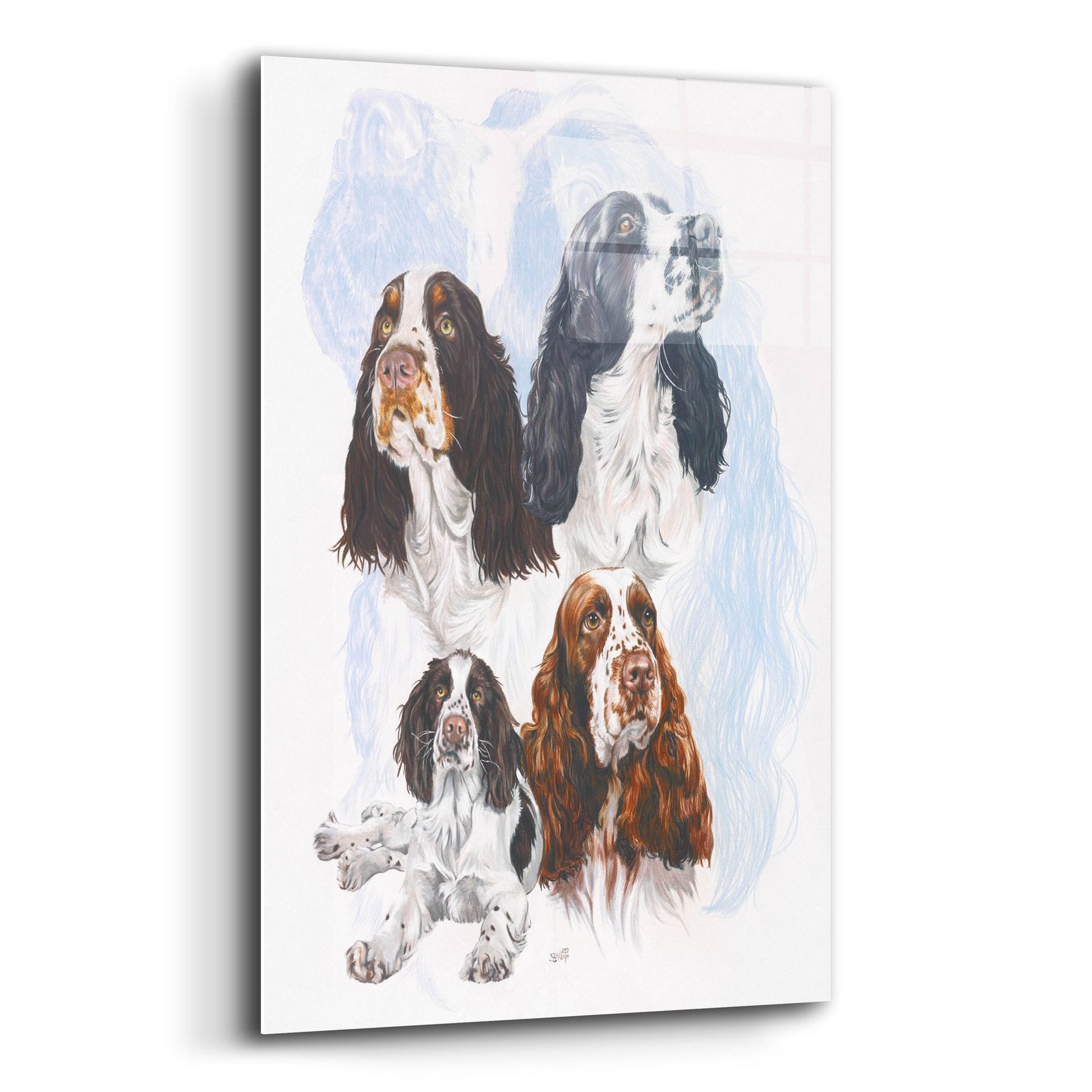 Epic Art 'Springer Spaniel' by Barbara Keith, Acrylic Glass Wall Art,12x16