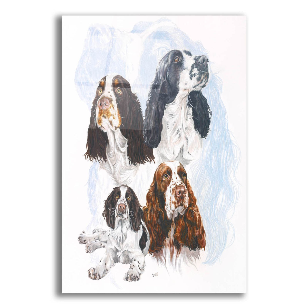 Springer Spaniel by Barbara Keith acrylic glass wall art
