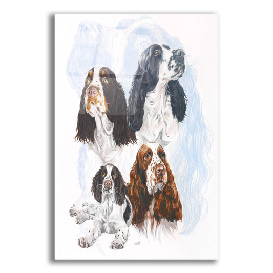 Epic Art 'Springer Spaniel' by Barbara Keith, Acrylic Glass Wall Art