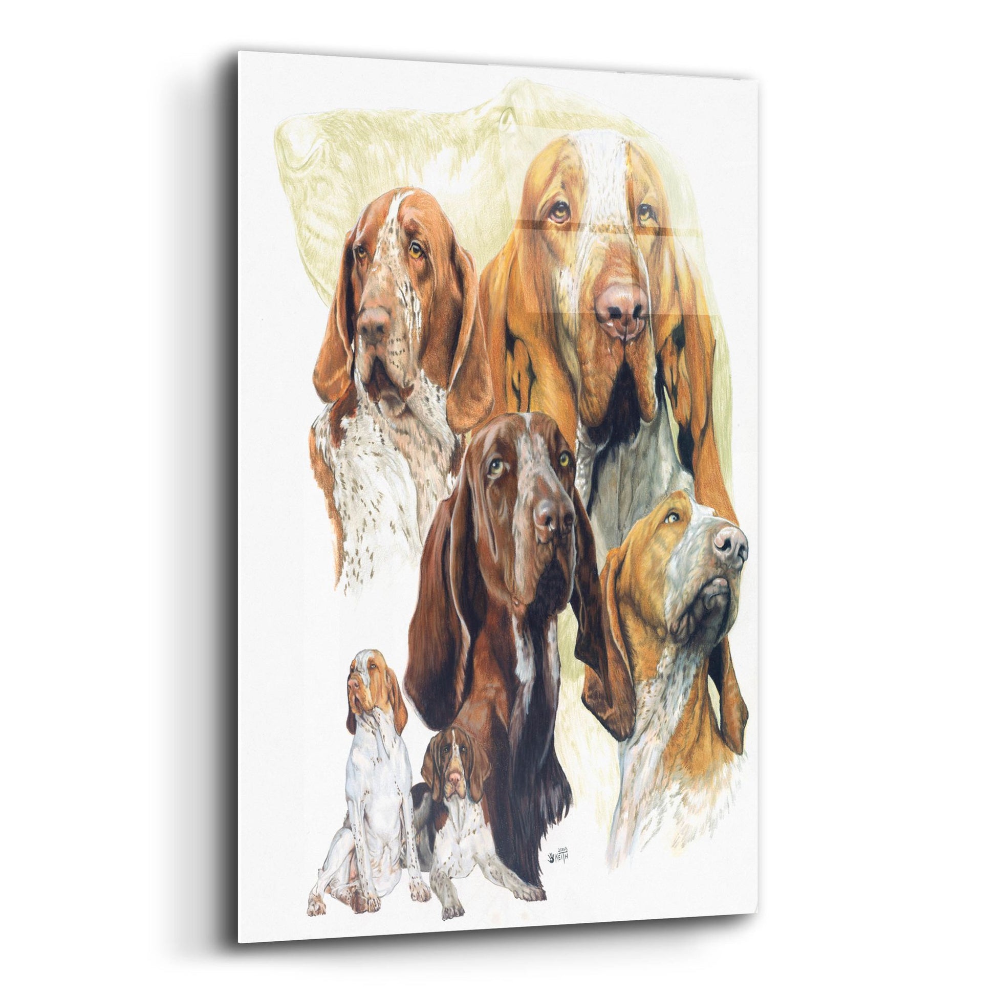 Epic Art 'Bracco Italiano Hound' by Barbara Keith, Acrylic Glass Wall Art,12x16